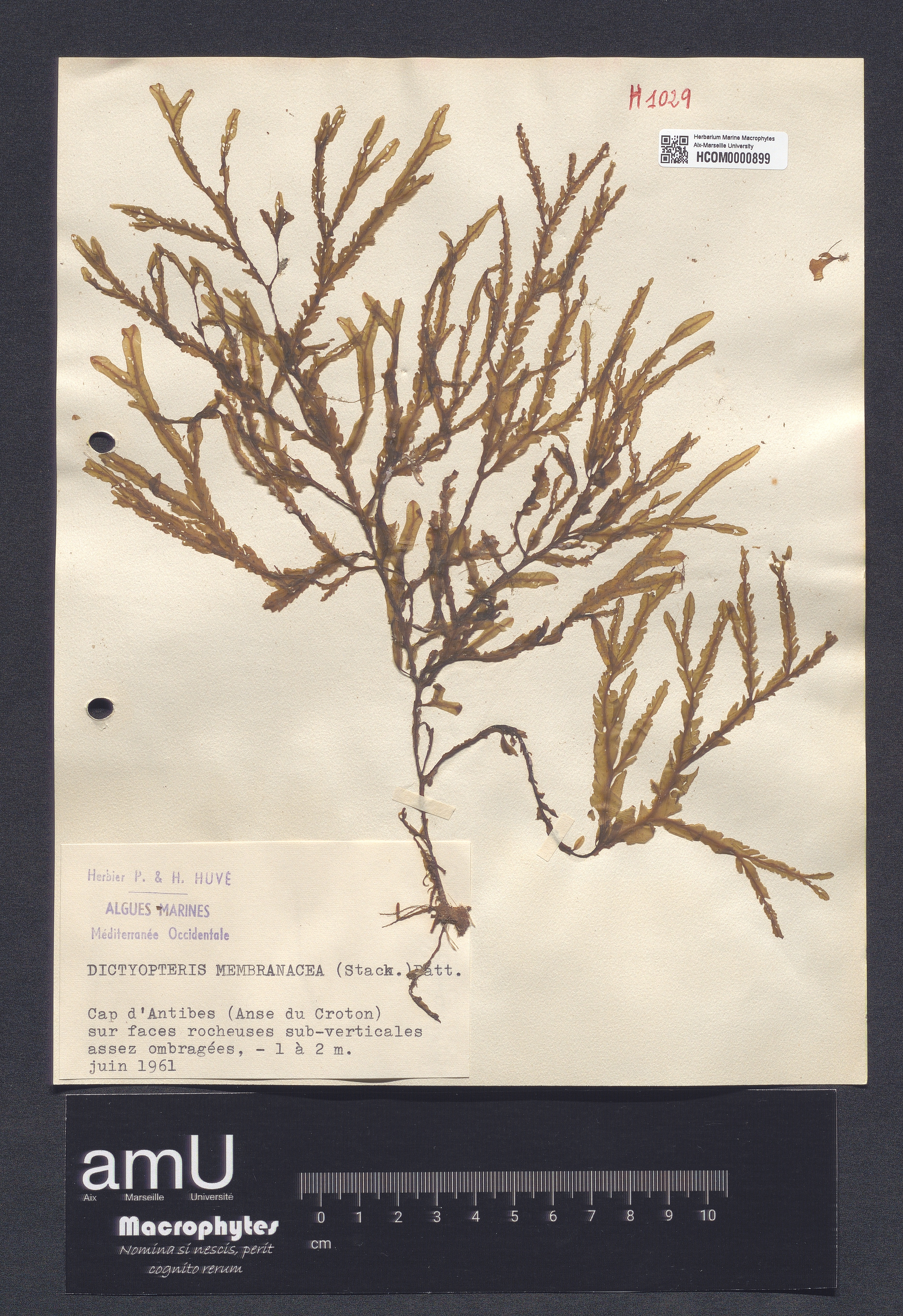 Dictyopteris membranacea specimen