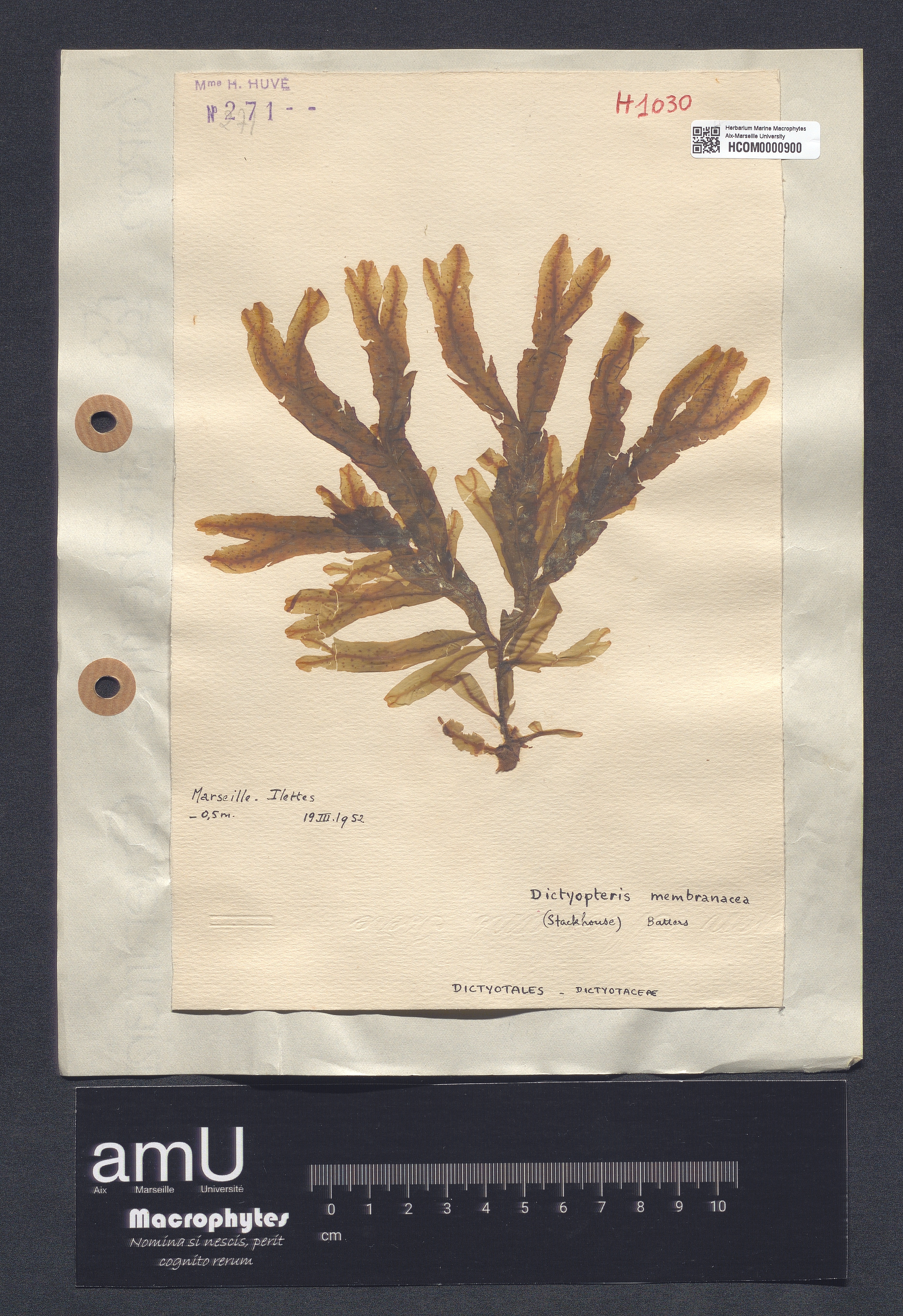 Dictyopteris membranacea specimen