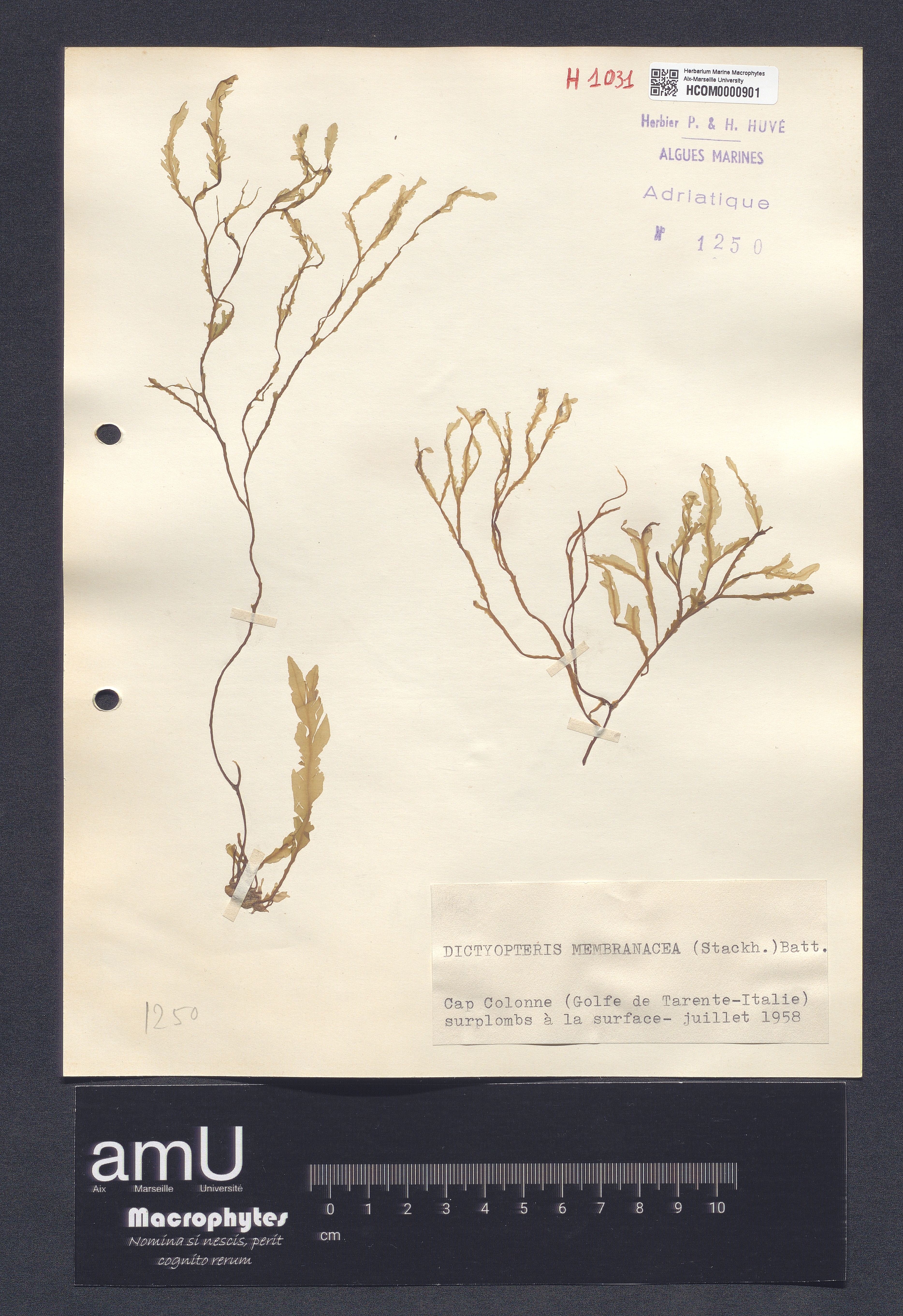 Dictyopteris membranacea specimen