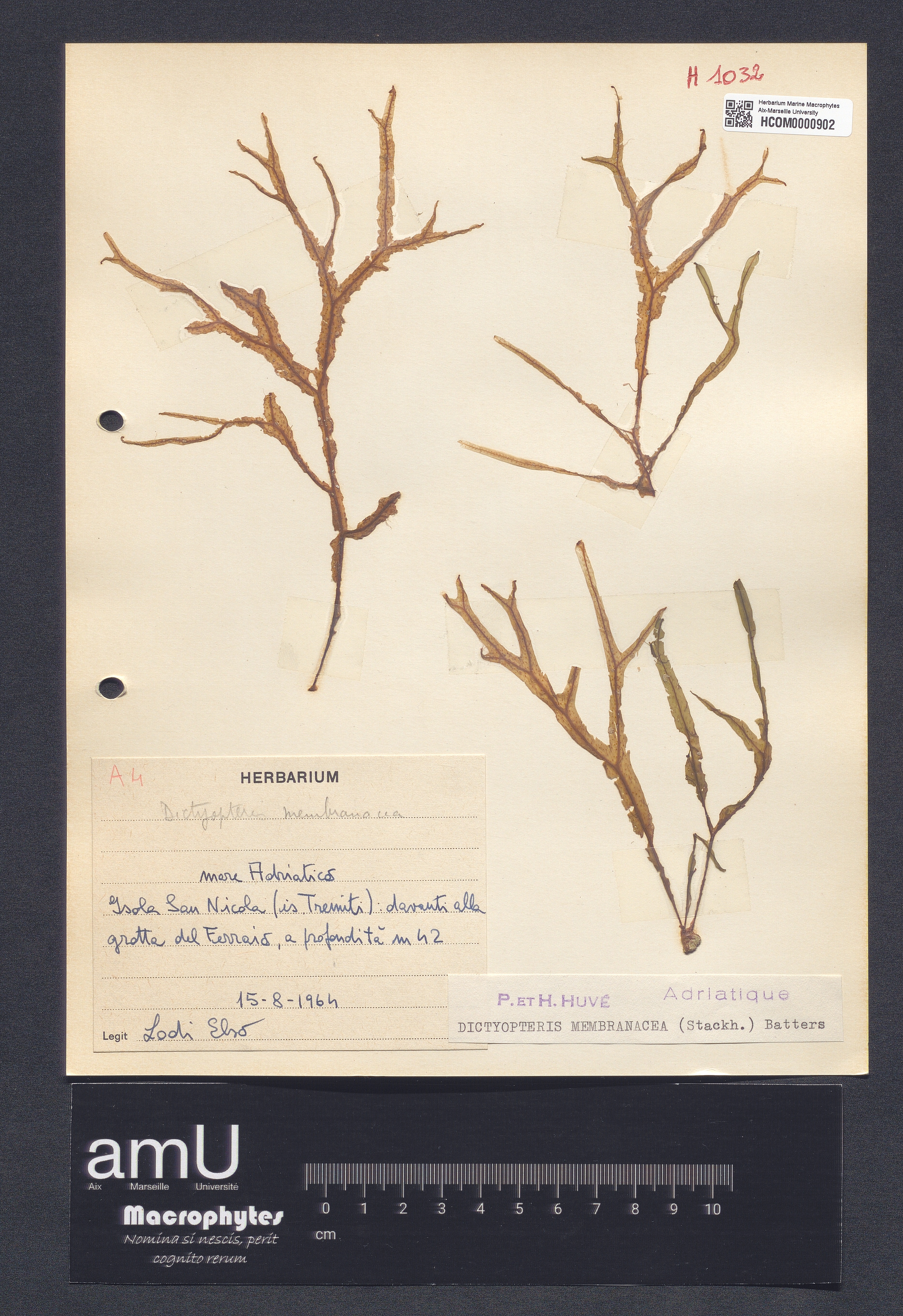 Dictyopteris membranacea specimen