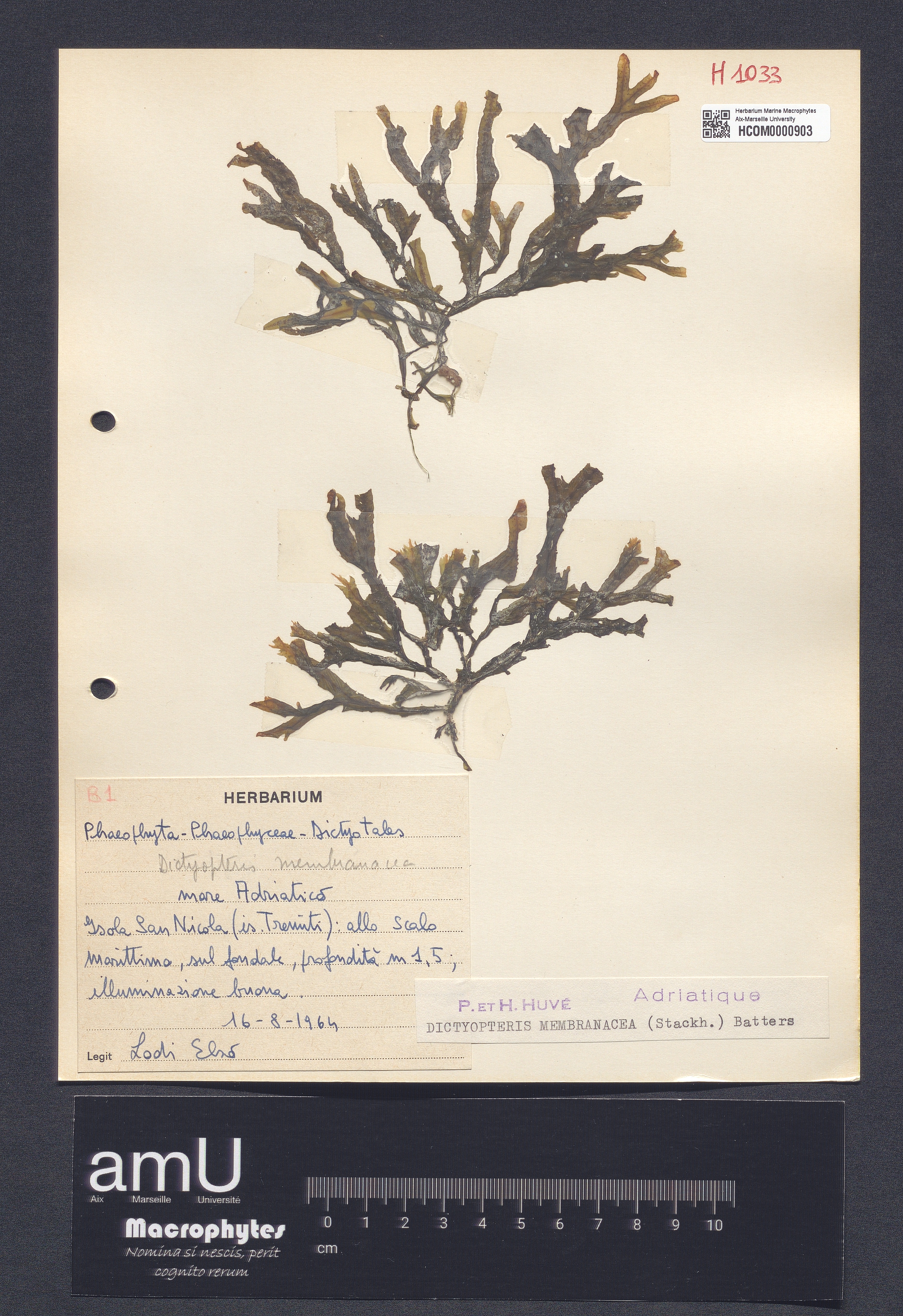 Dictyopteris membranacea specimen