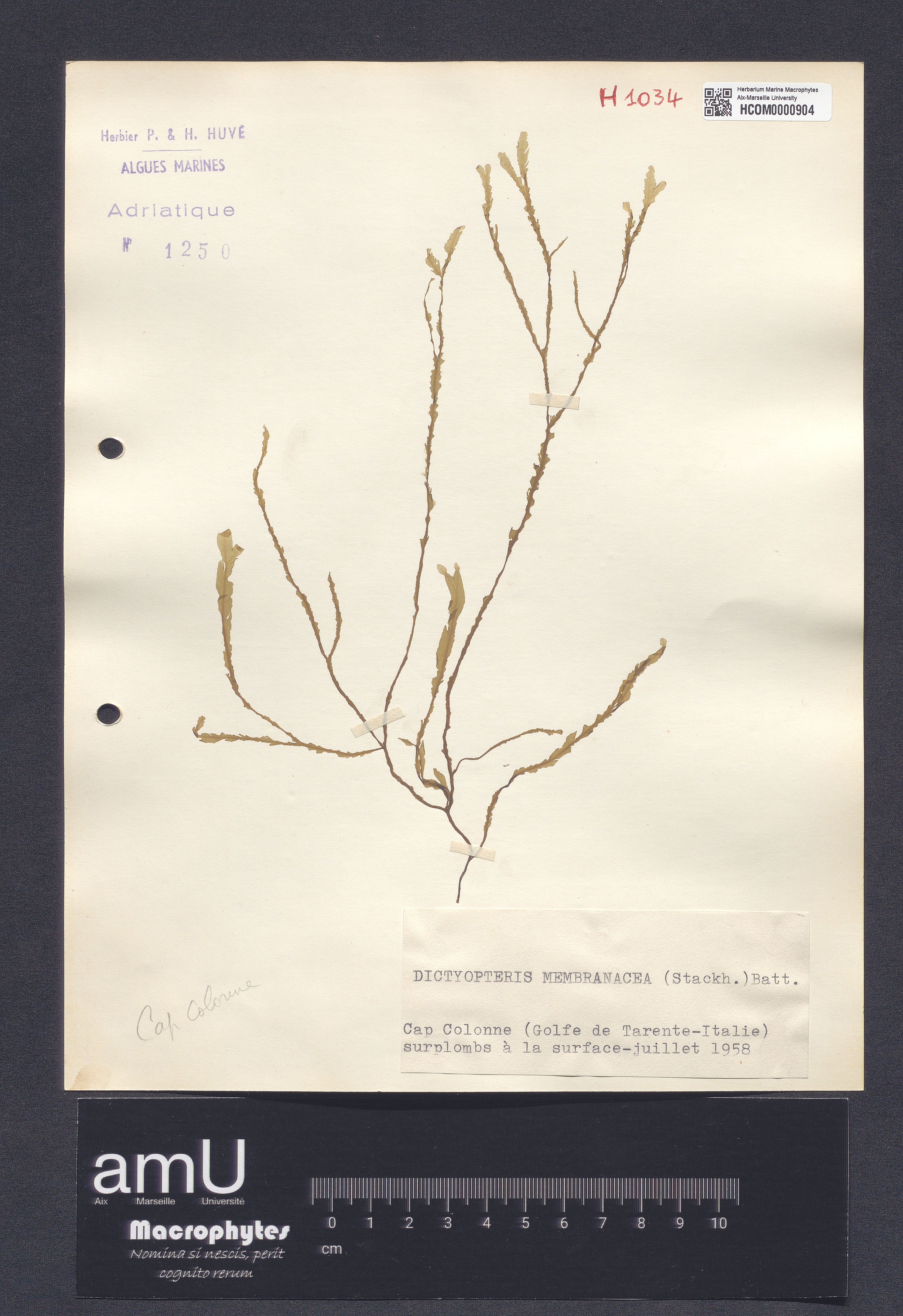 Dictyopteris membranacea specimen