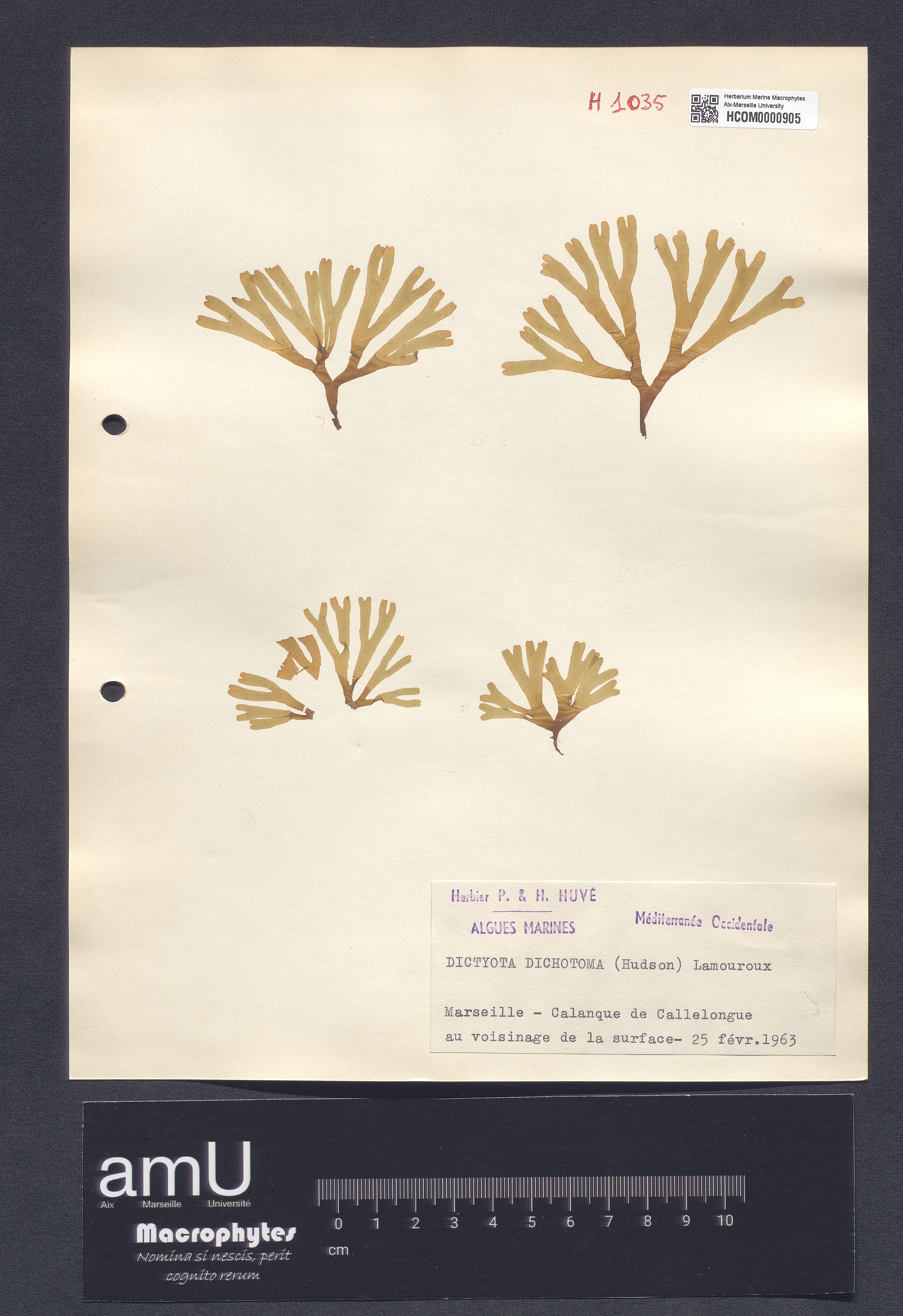 Dictyota dichotoma specimen