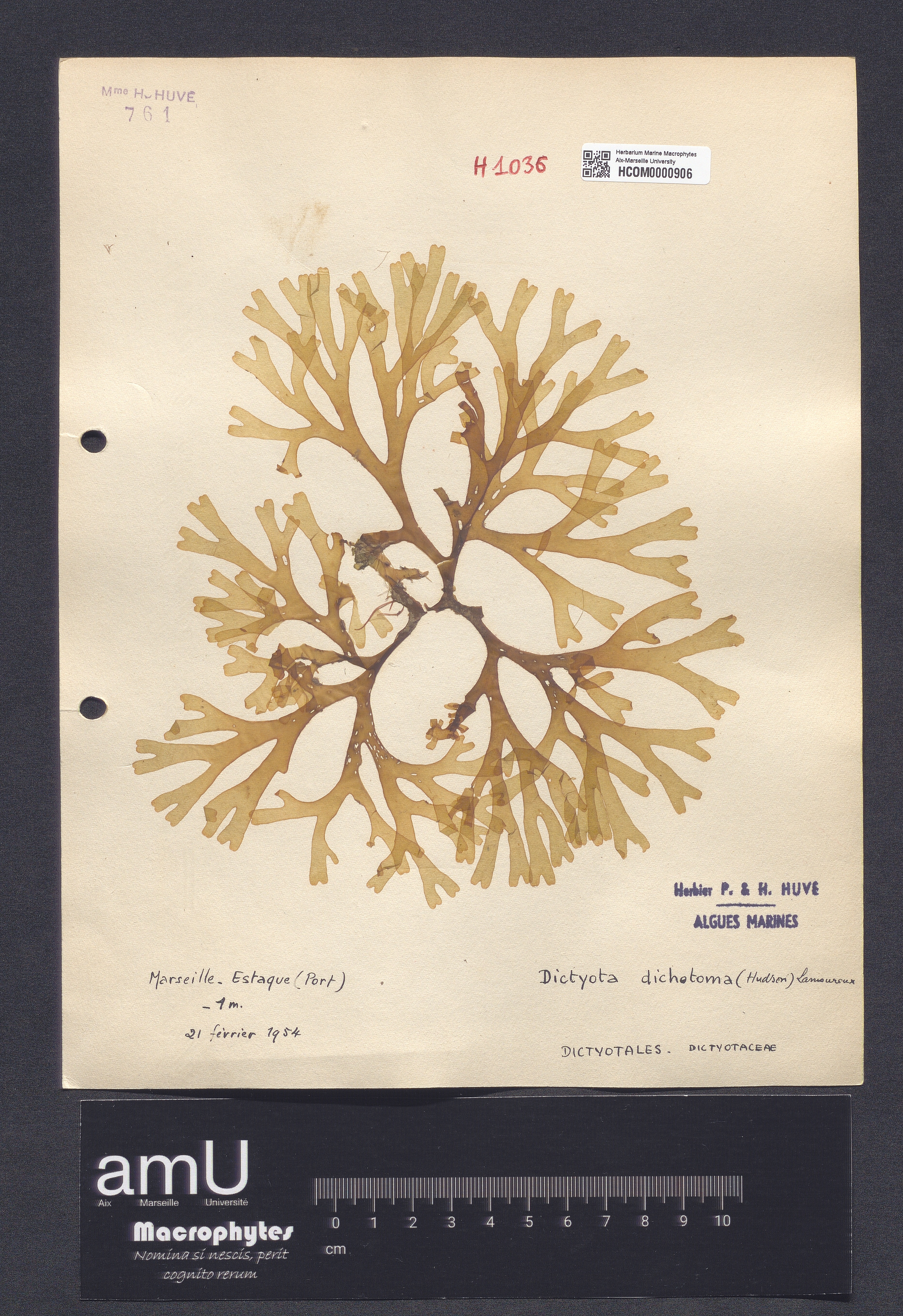 Dictyota dichotoma specimen