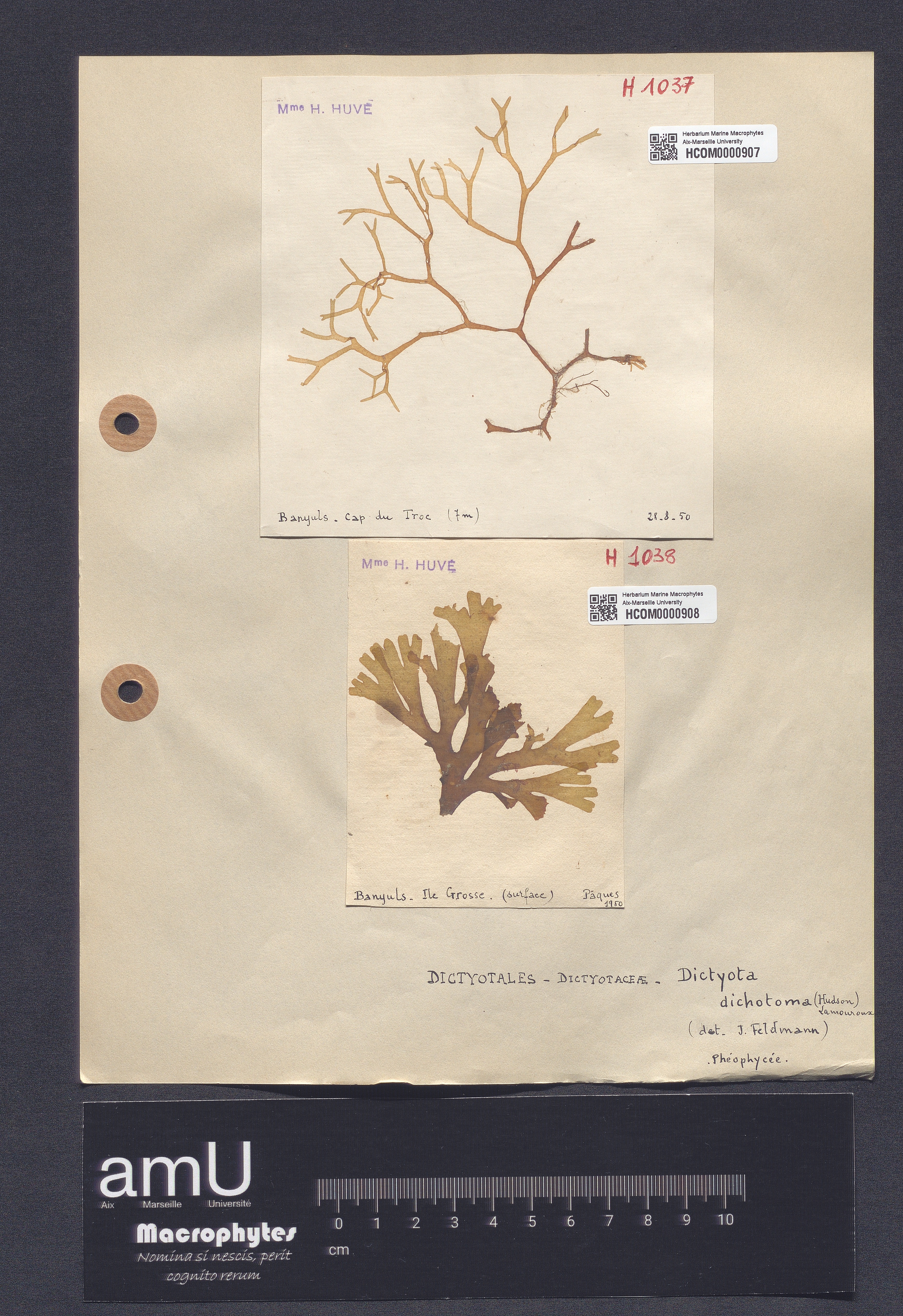 Dictyota dichotoma specimen