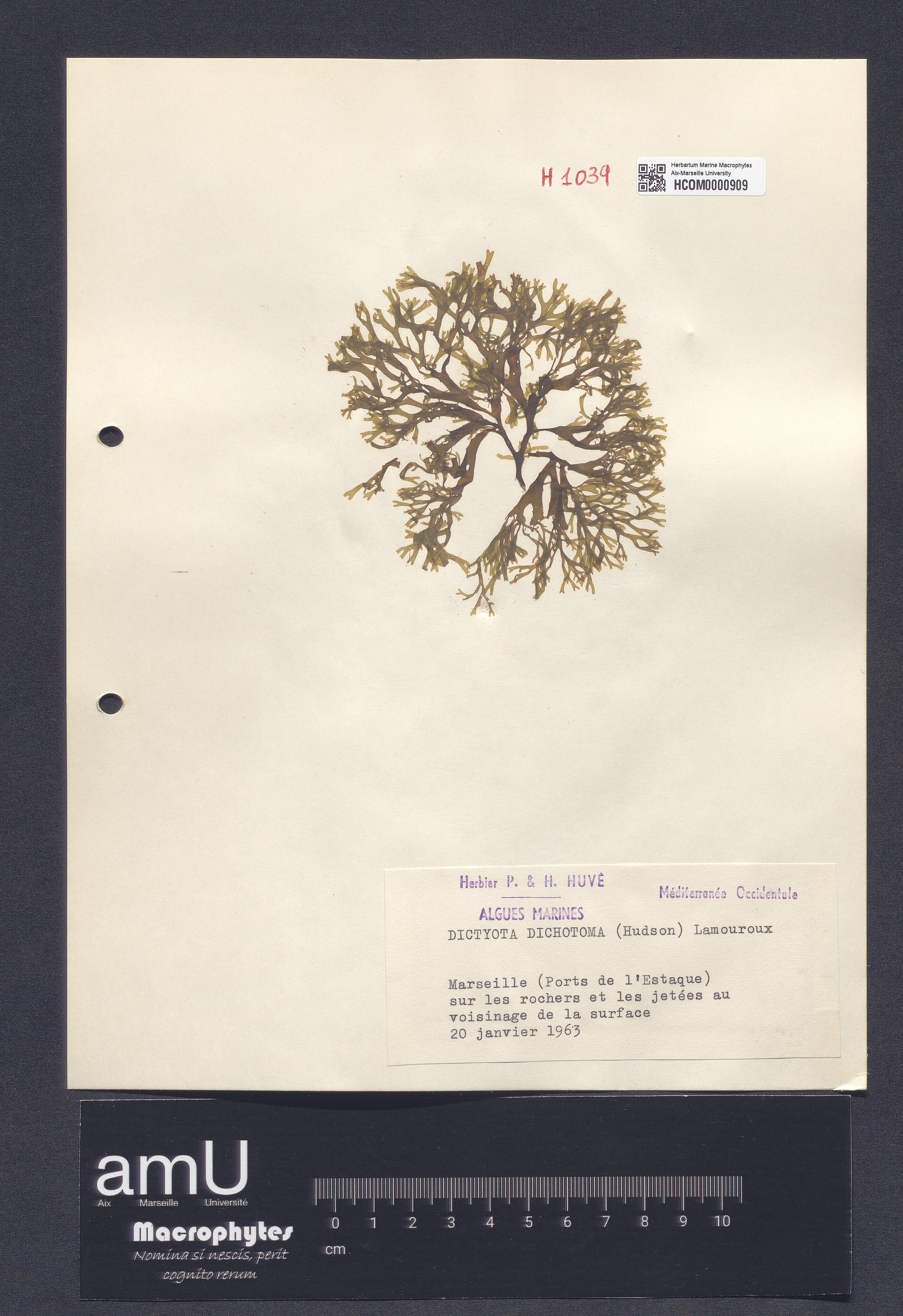 Dictyota dichotoma specimen