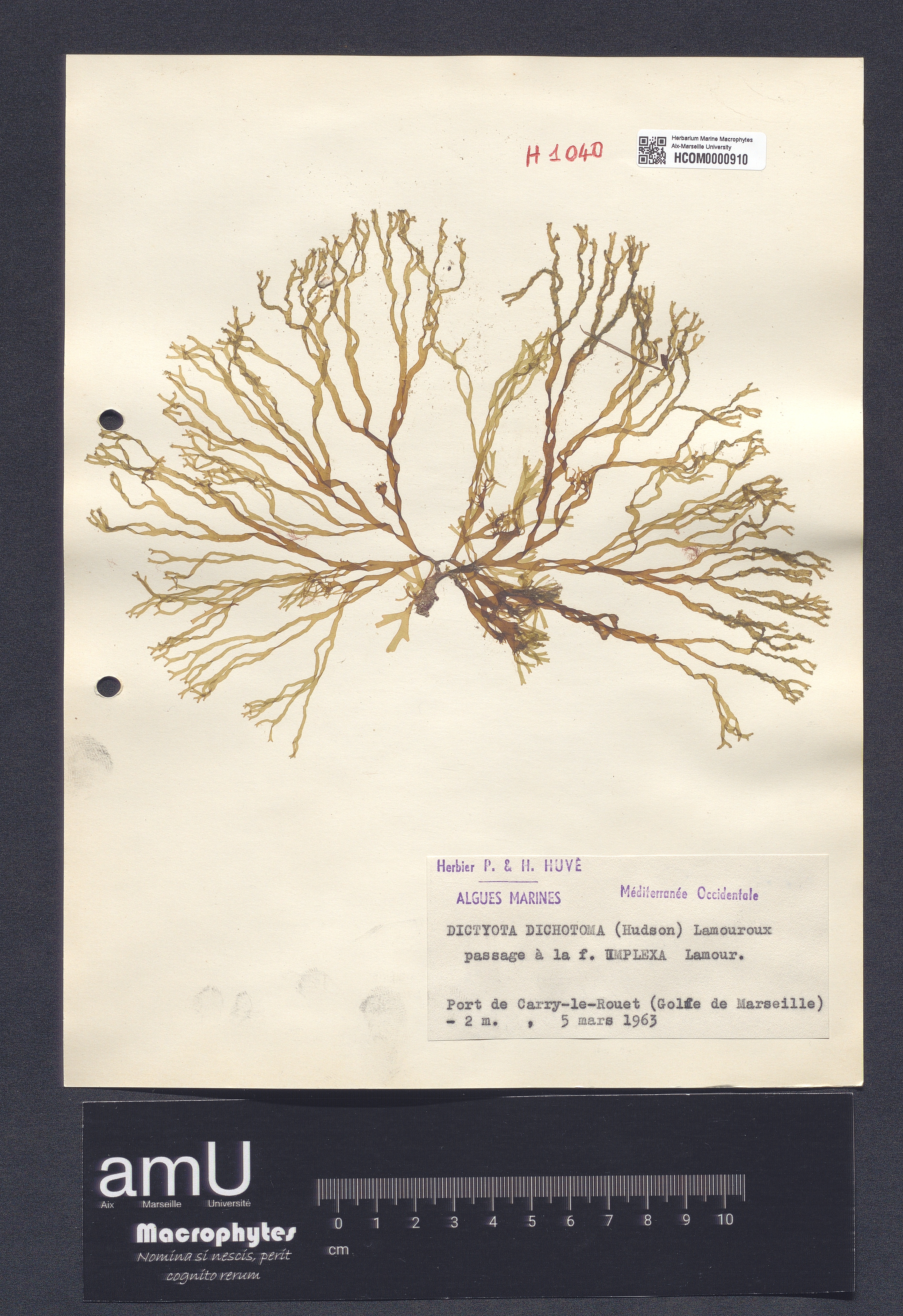 Dictyota dichotoma specimen
