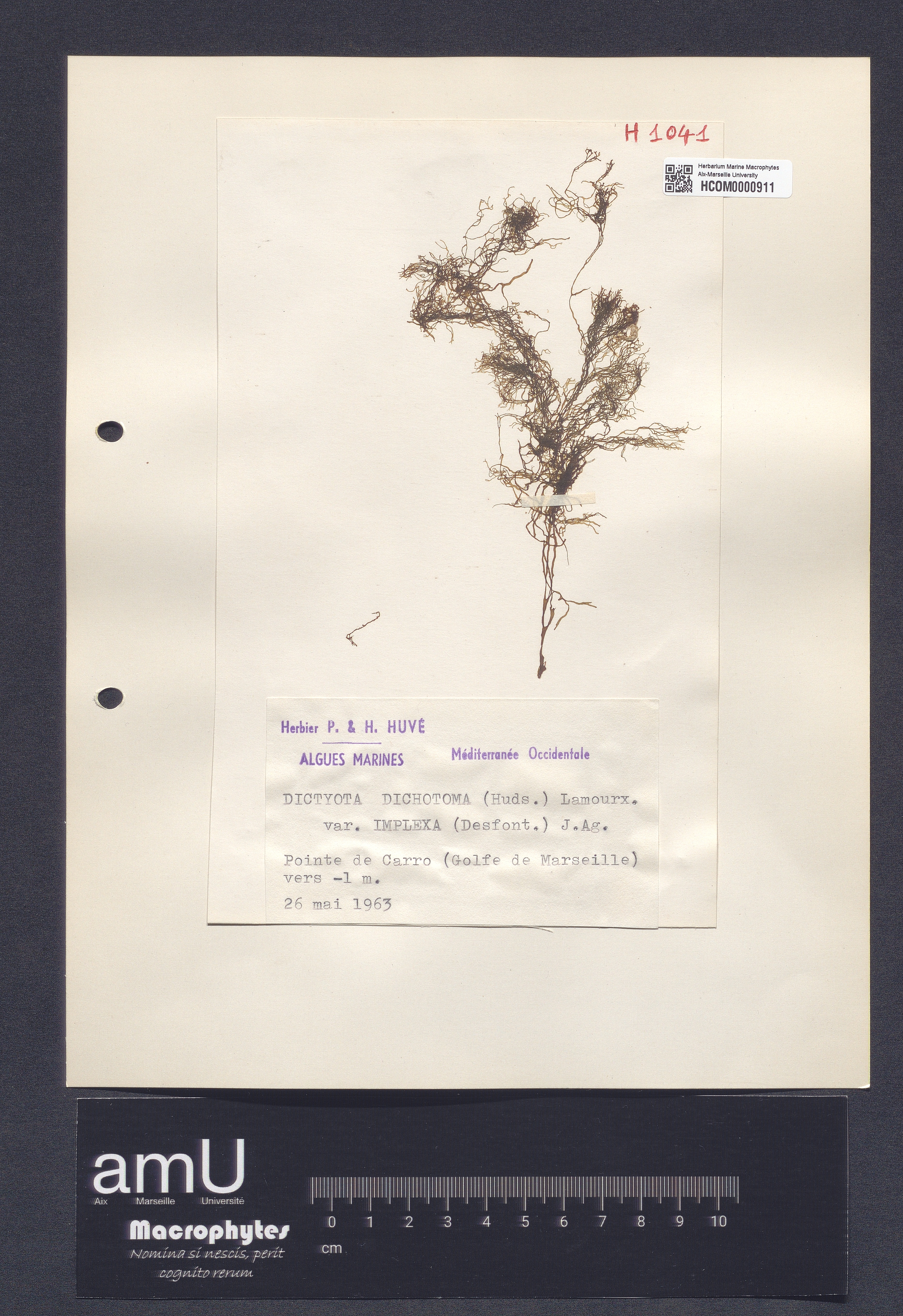 Dictyota dichotoma var. implexa specimen