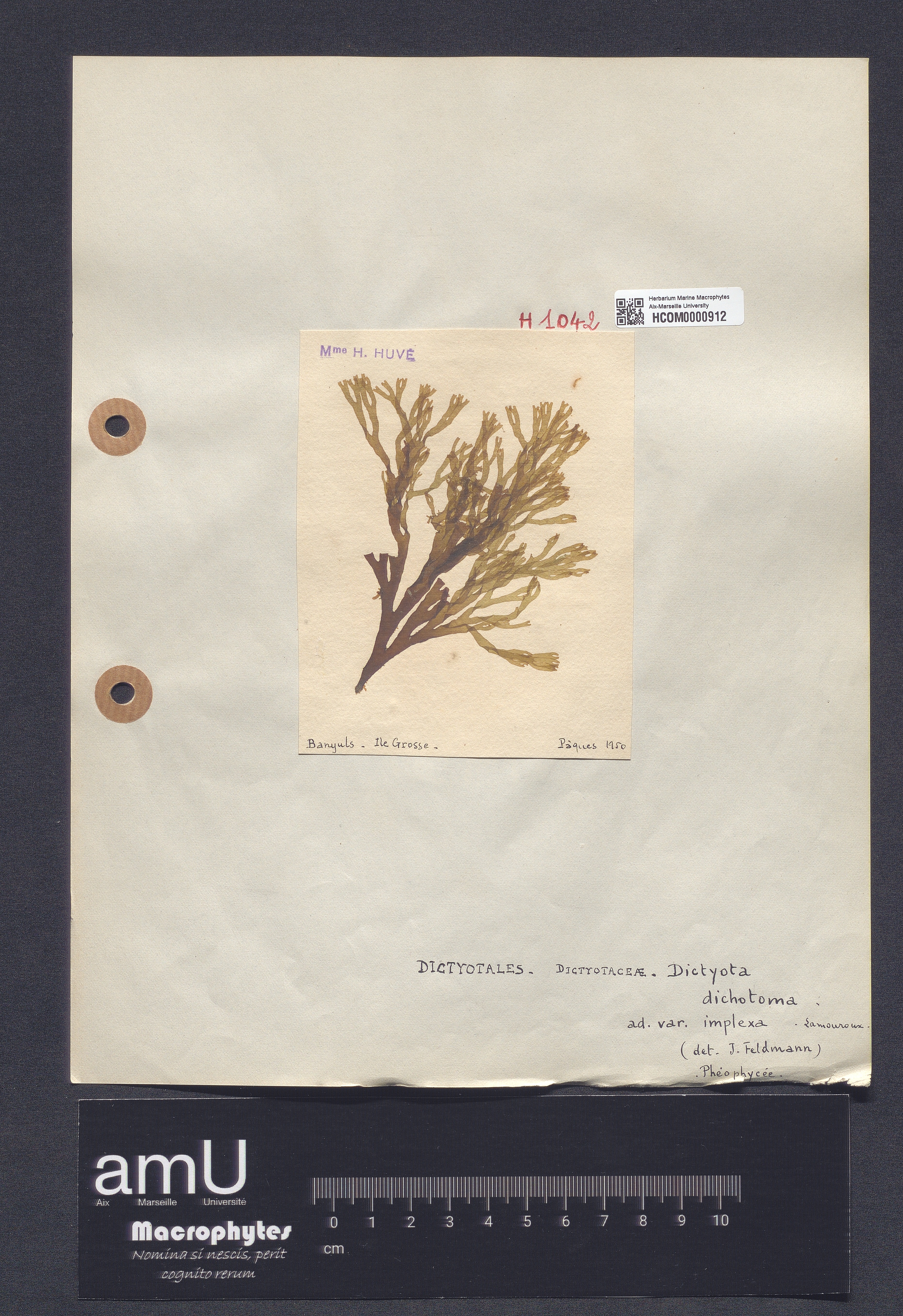 Dictyota dichotoma var. implexa specimen