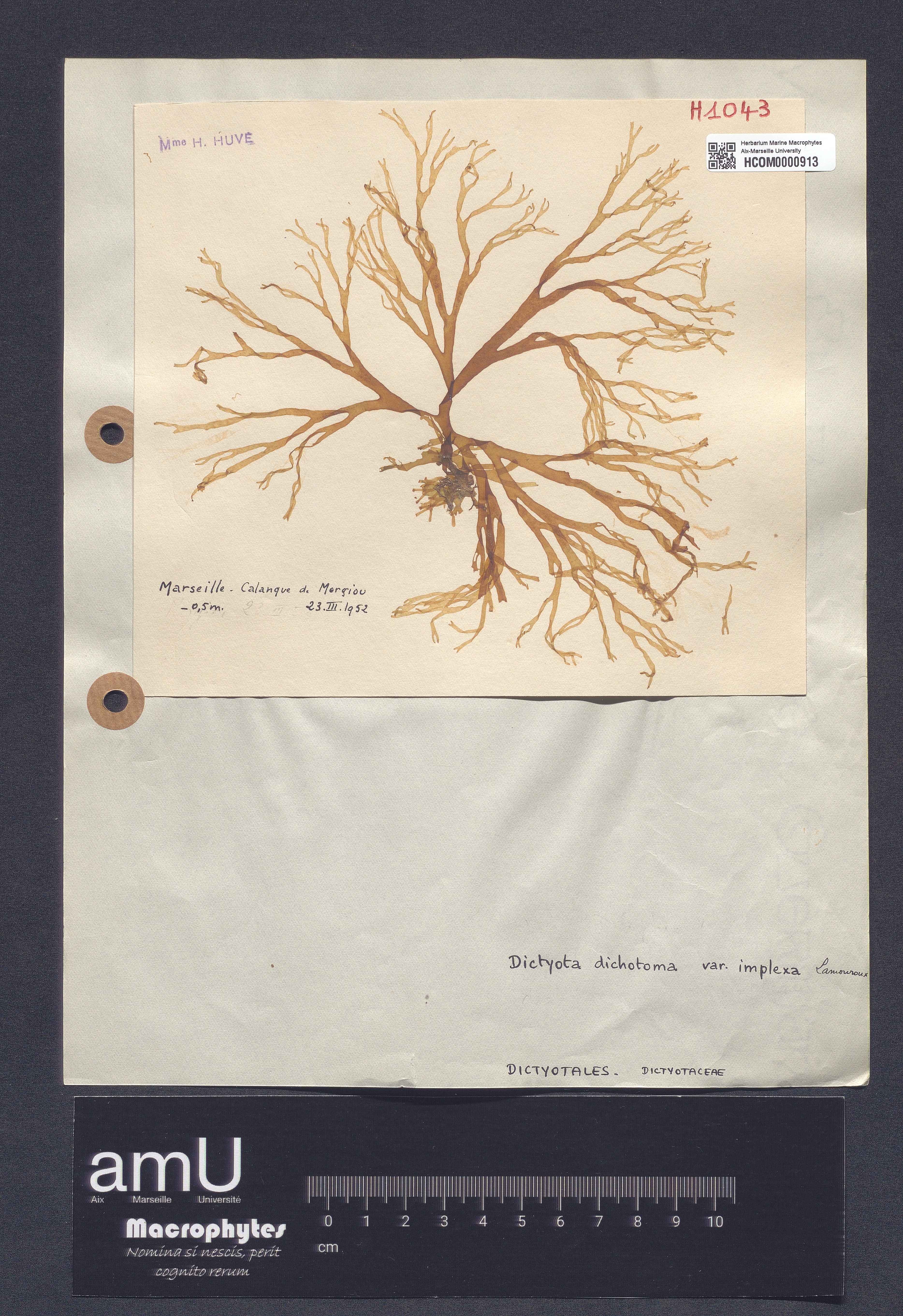 Dictyota dichotoma var. implexa specimen