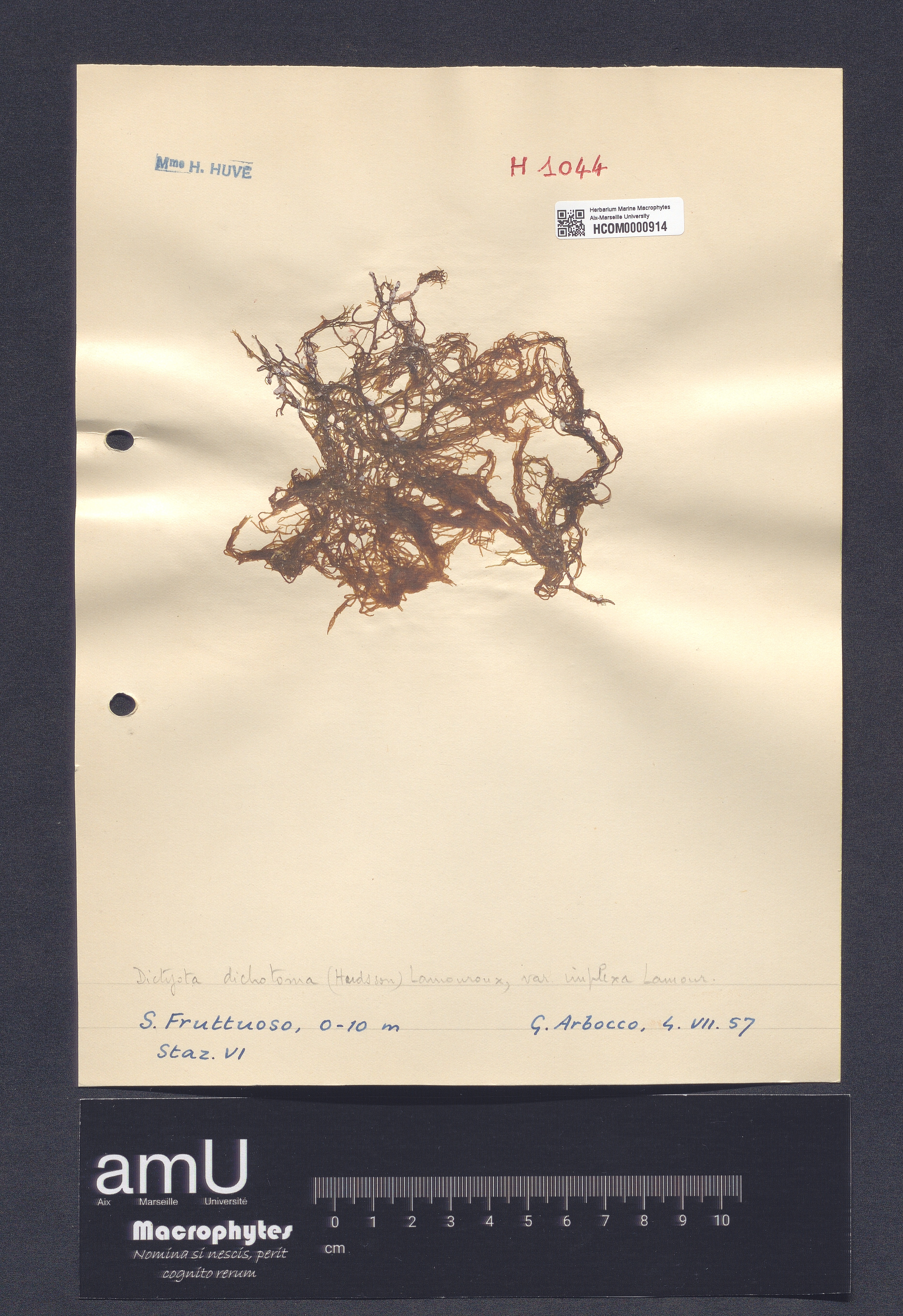 Dictyota dichotoma var. implexa specimen