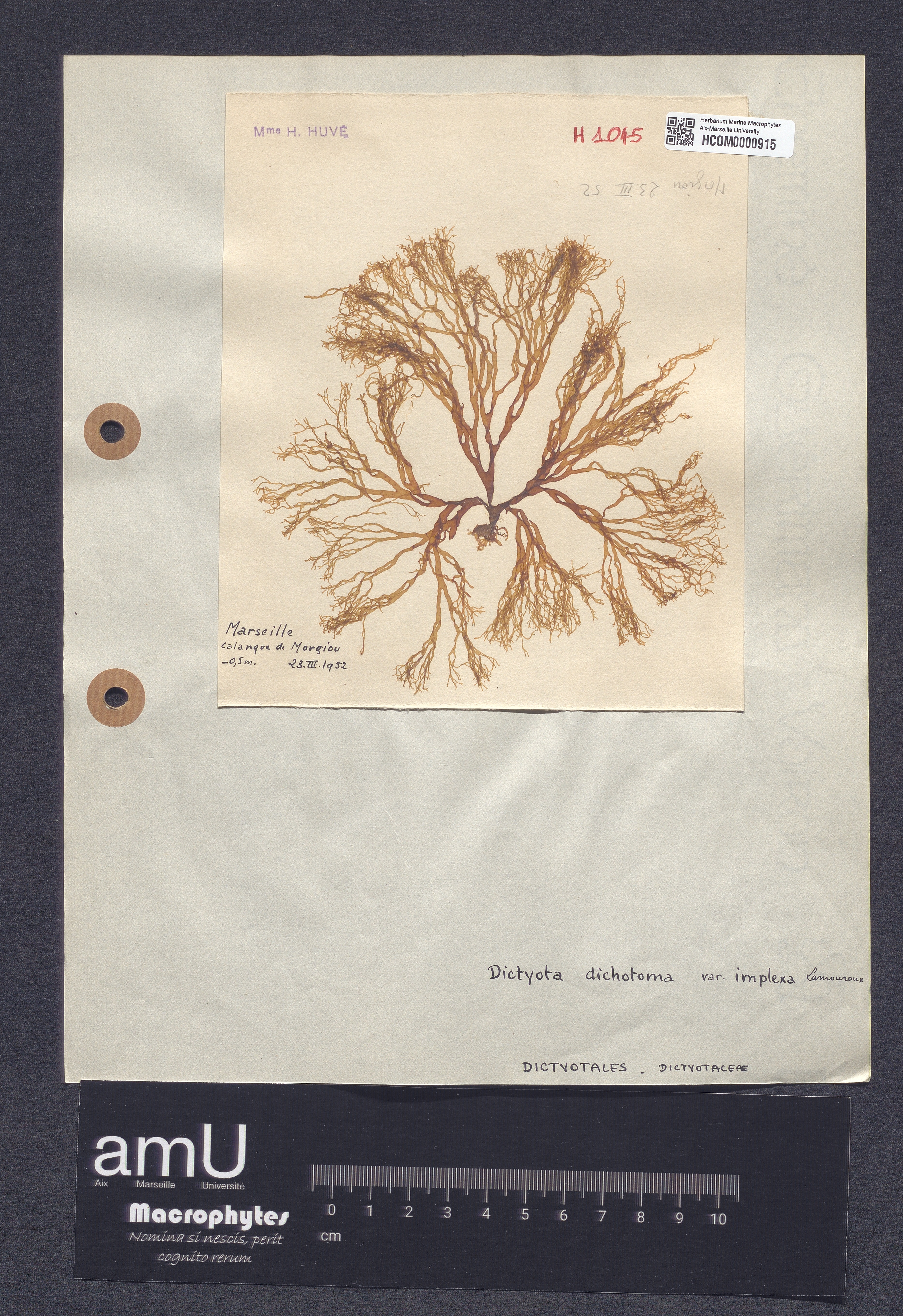 Dictyota dichotoma var. implexa specimen