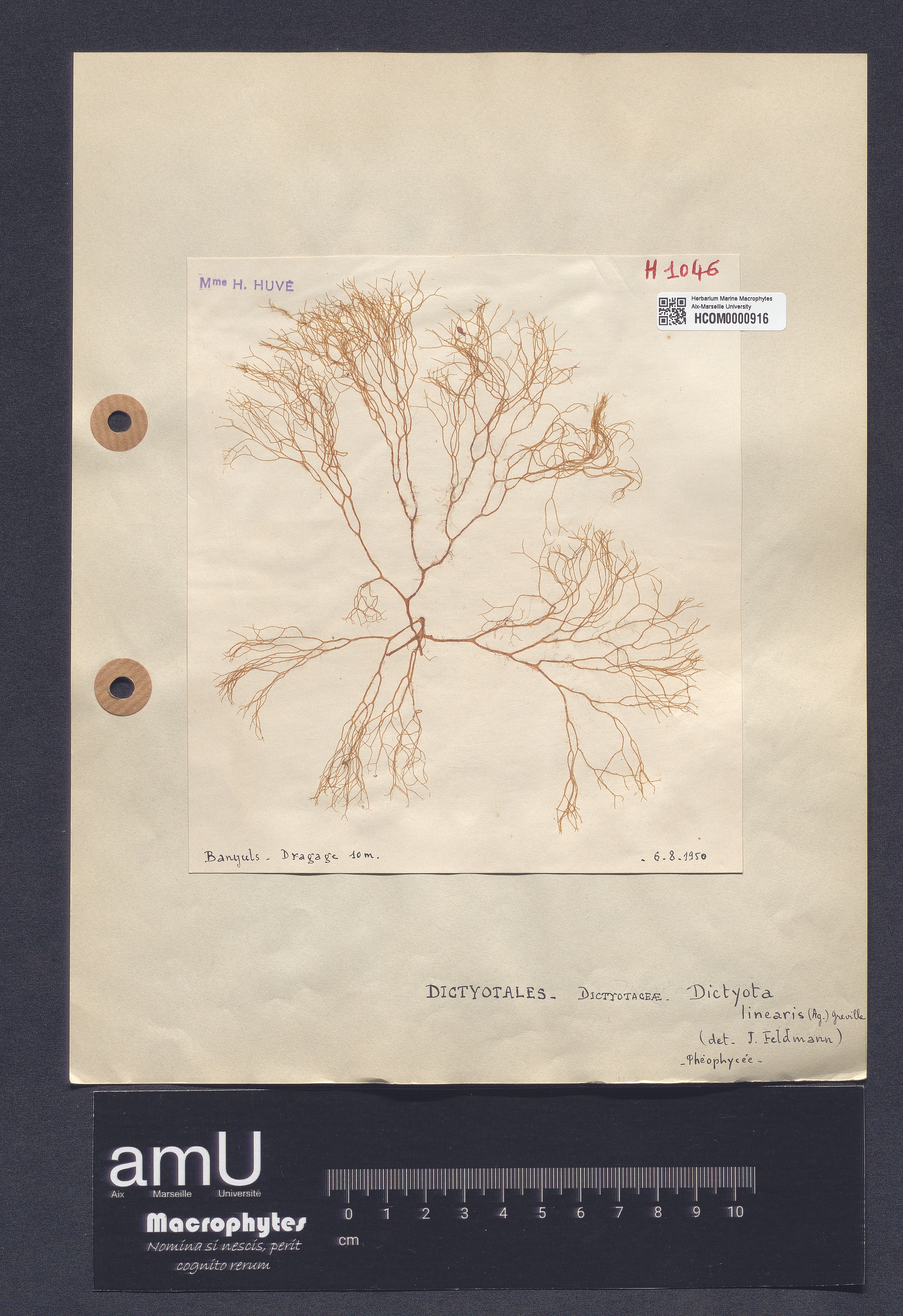 Dictyota linearis specimen