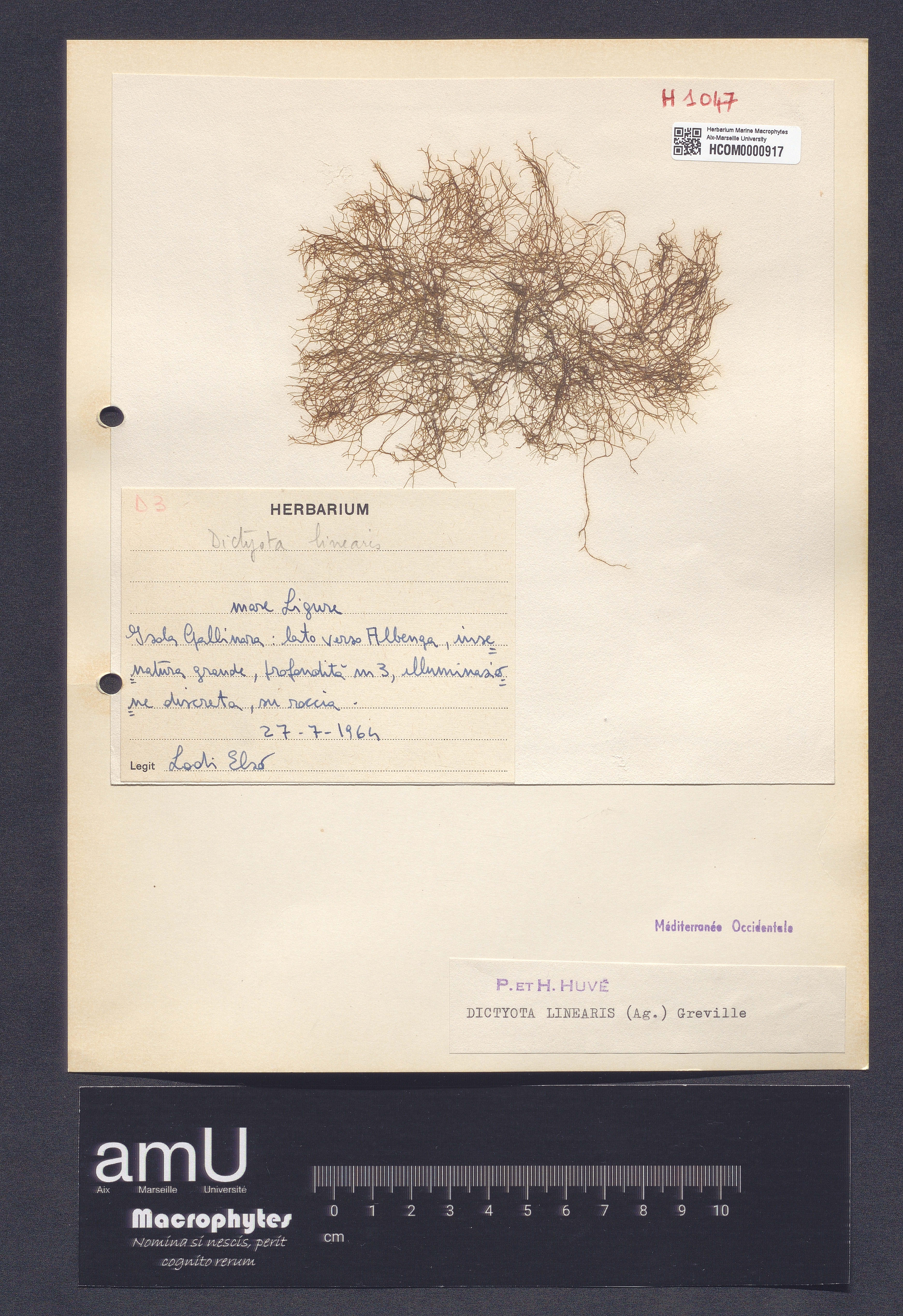 Dictyota linearis specimen