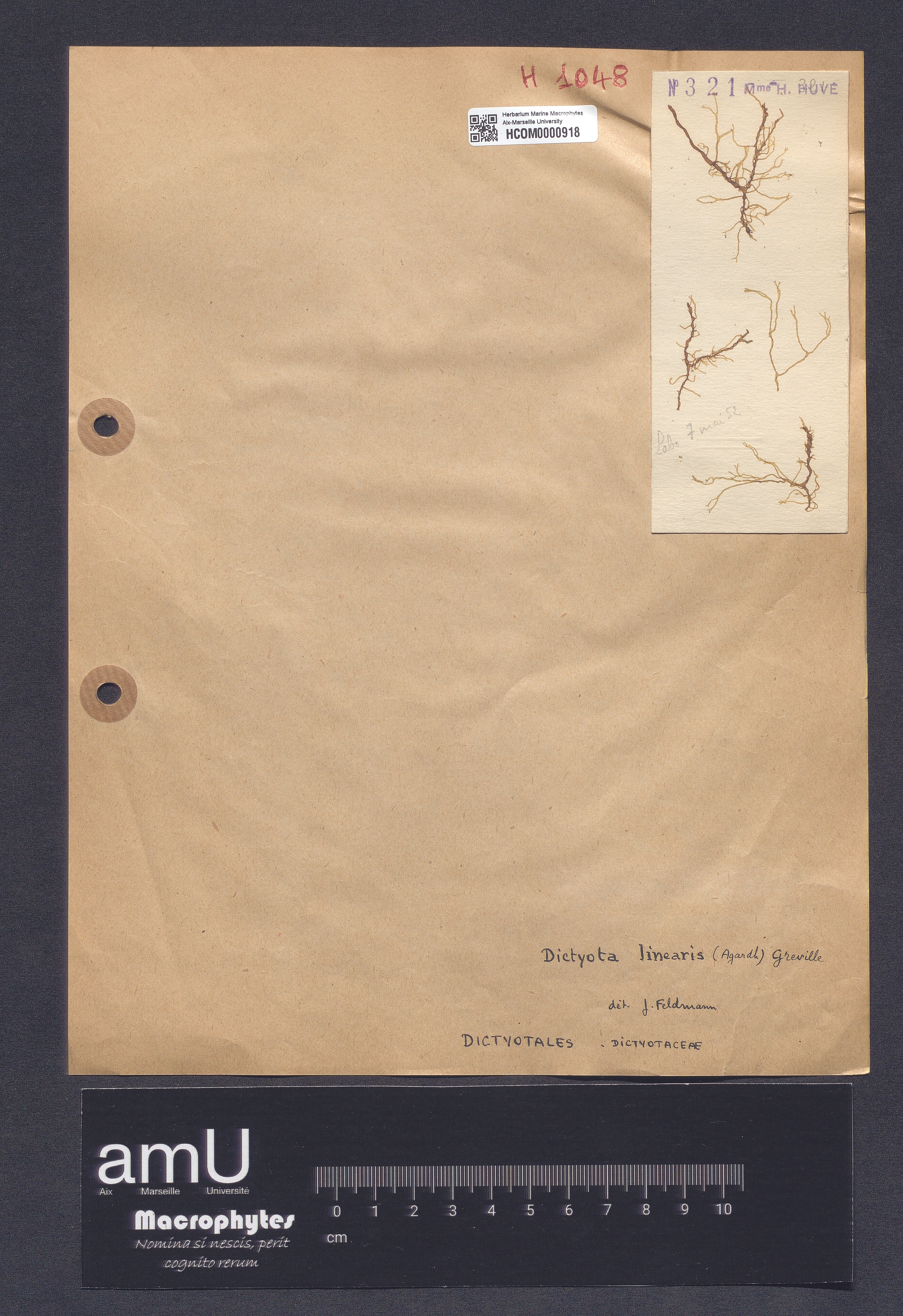 Dictyota linearis specimen