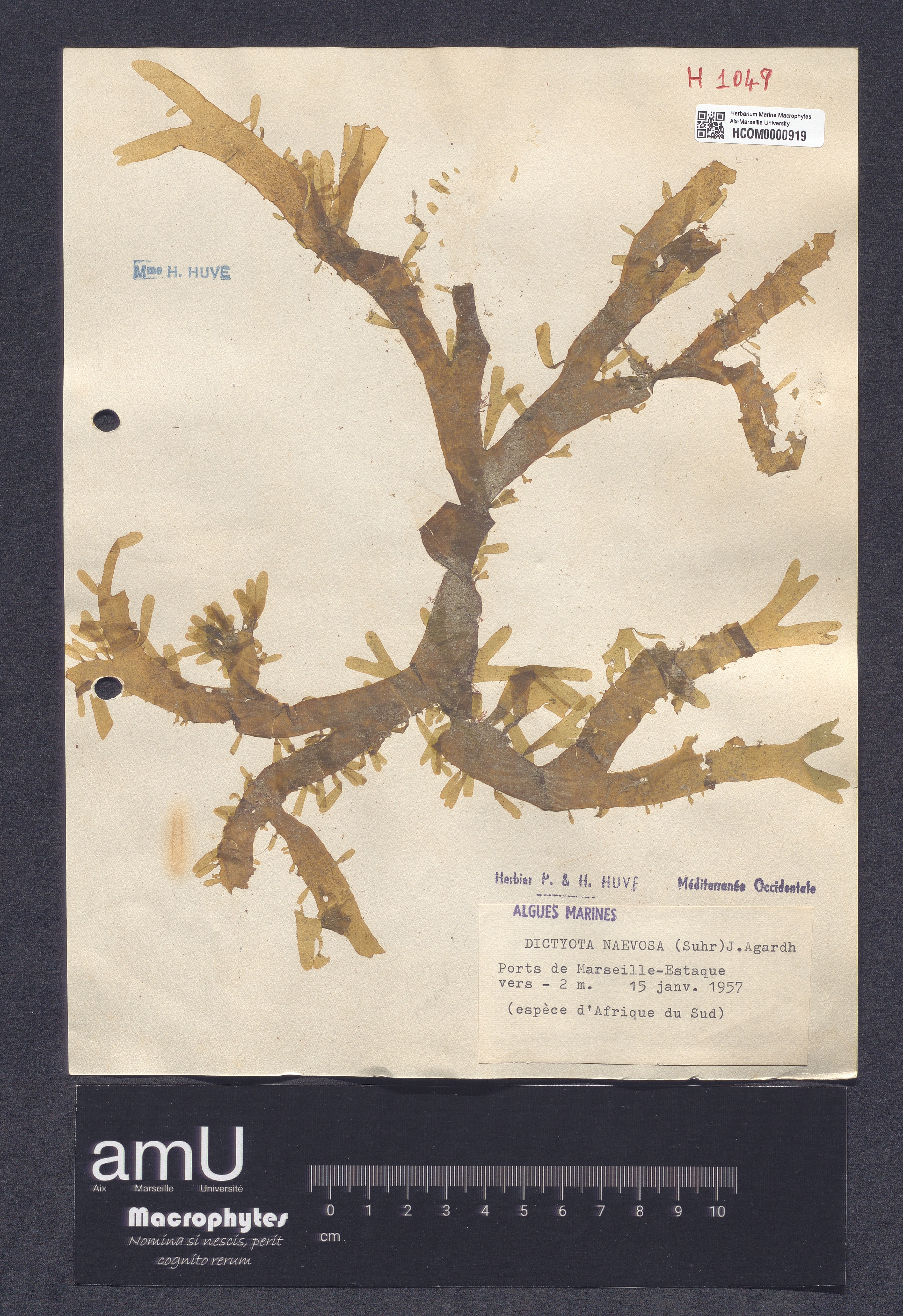 Dictyota naevosa specimen