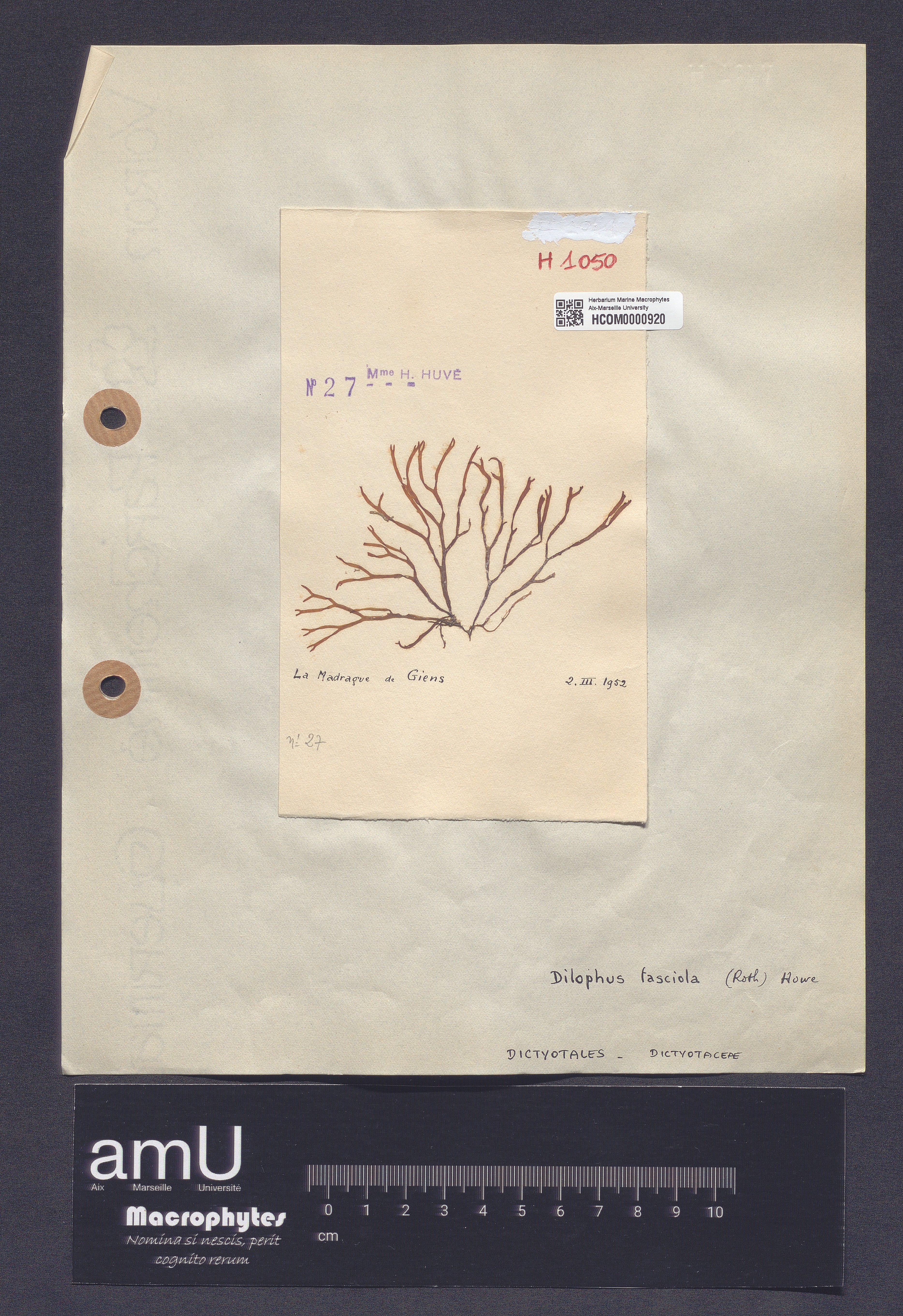 Dictyota fasciola specimen