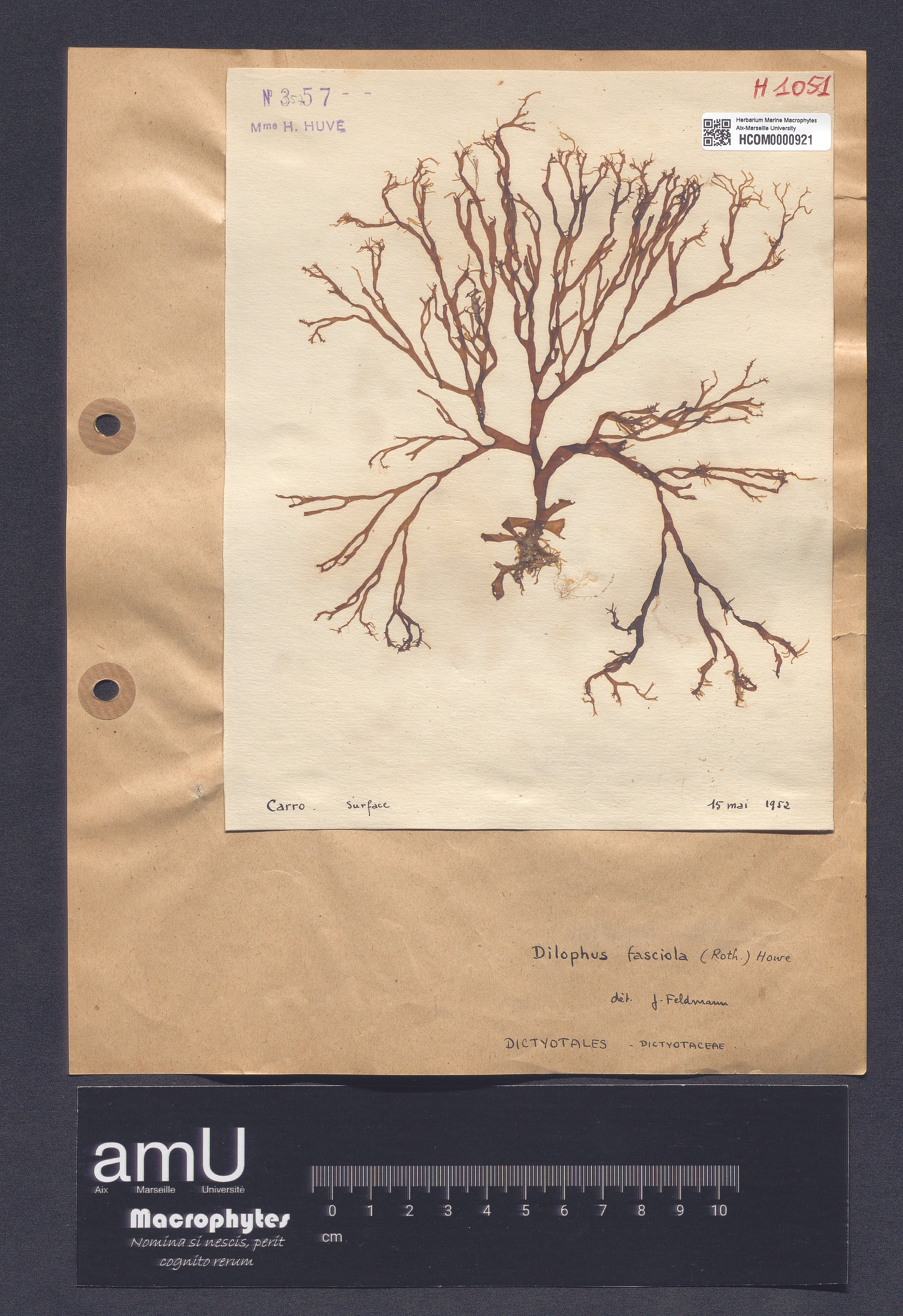 Dictyota fasciola specimen