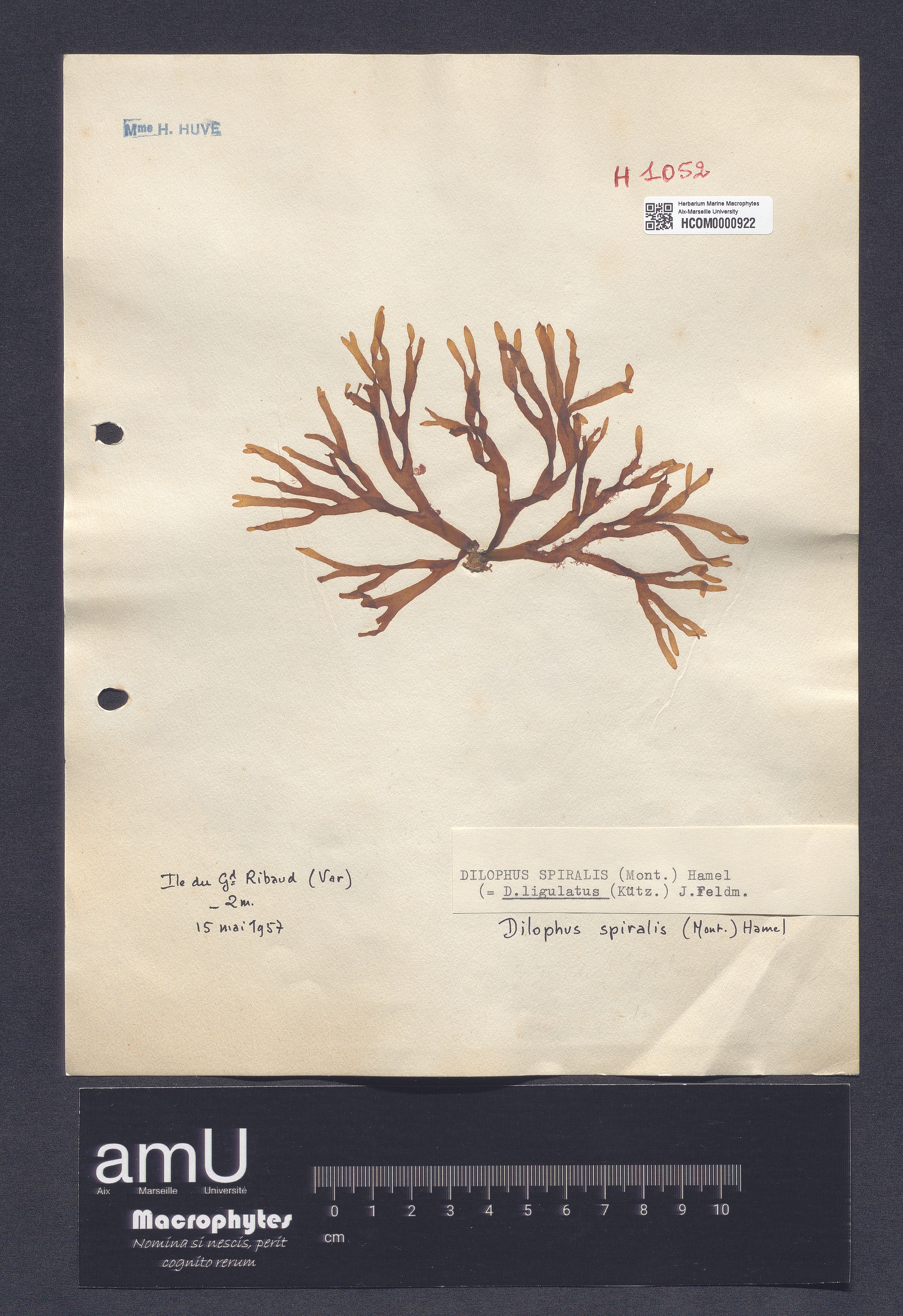 Dilophus spiralis specimen