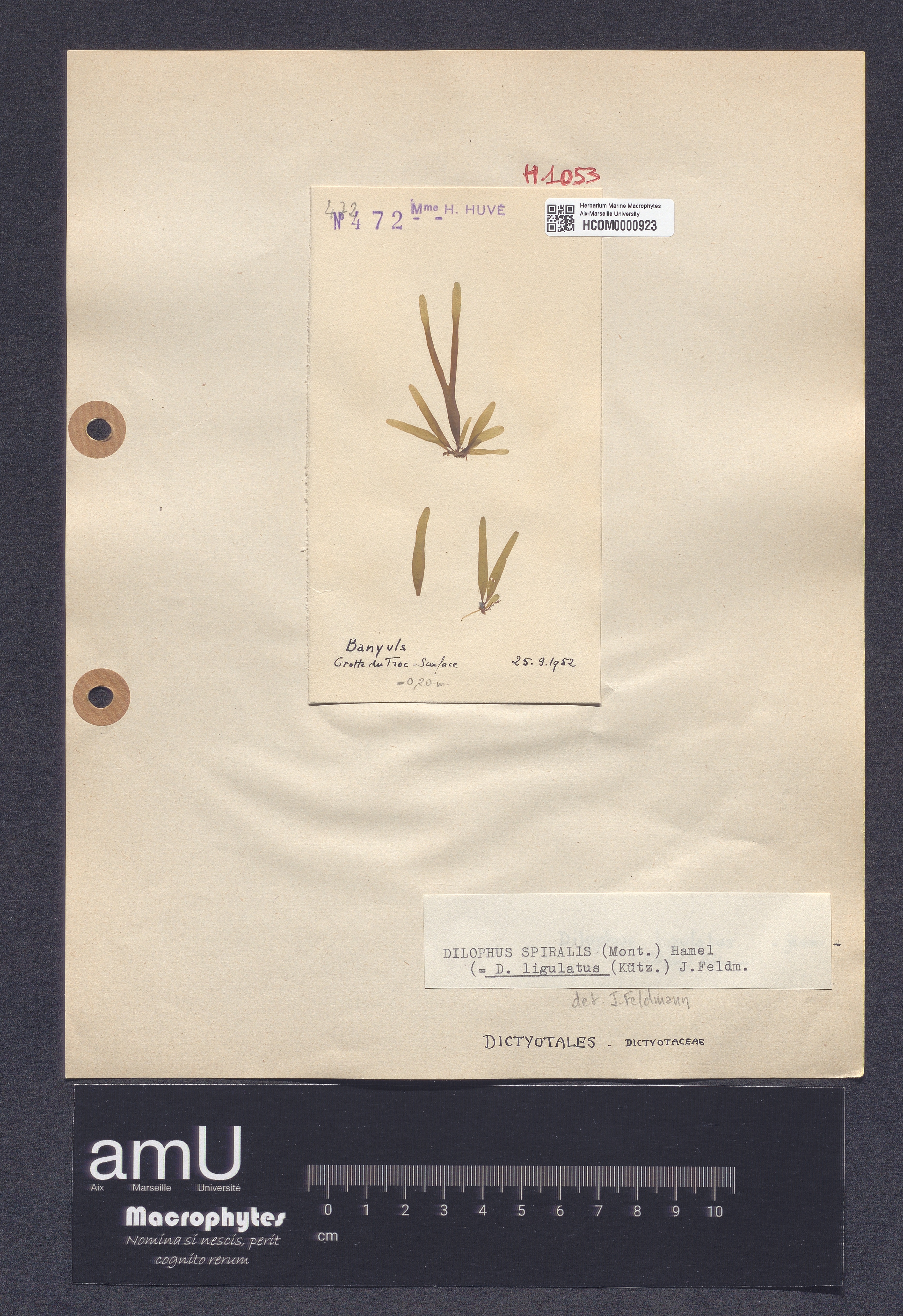 Dilophus spiralis specimen