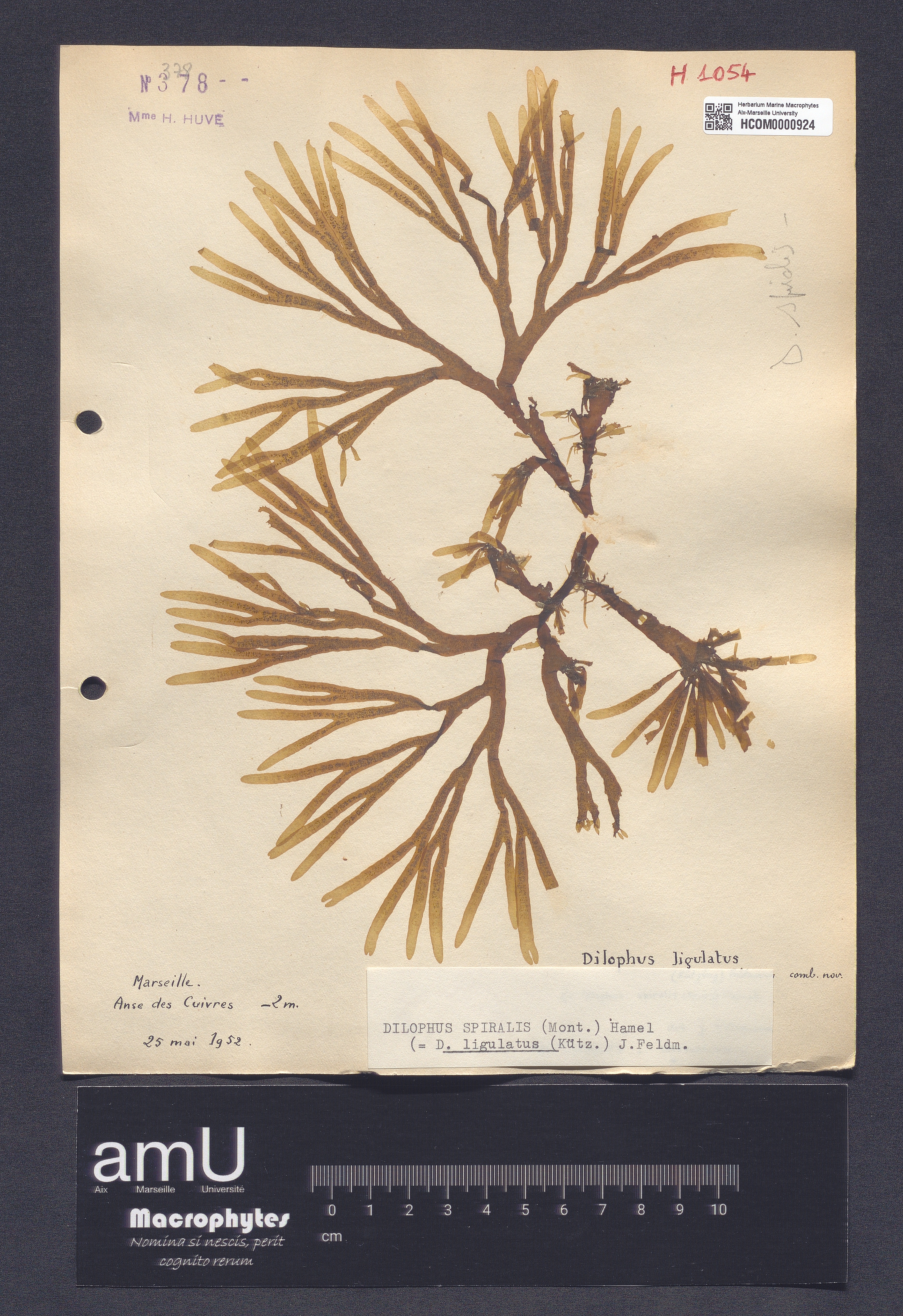 Dilophus spiralis specimen