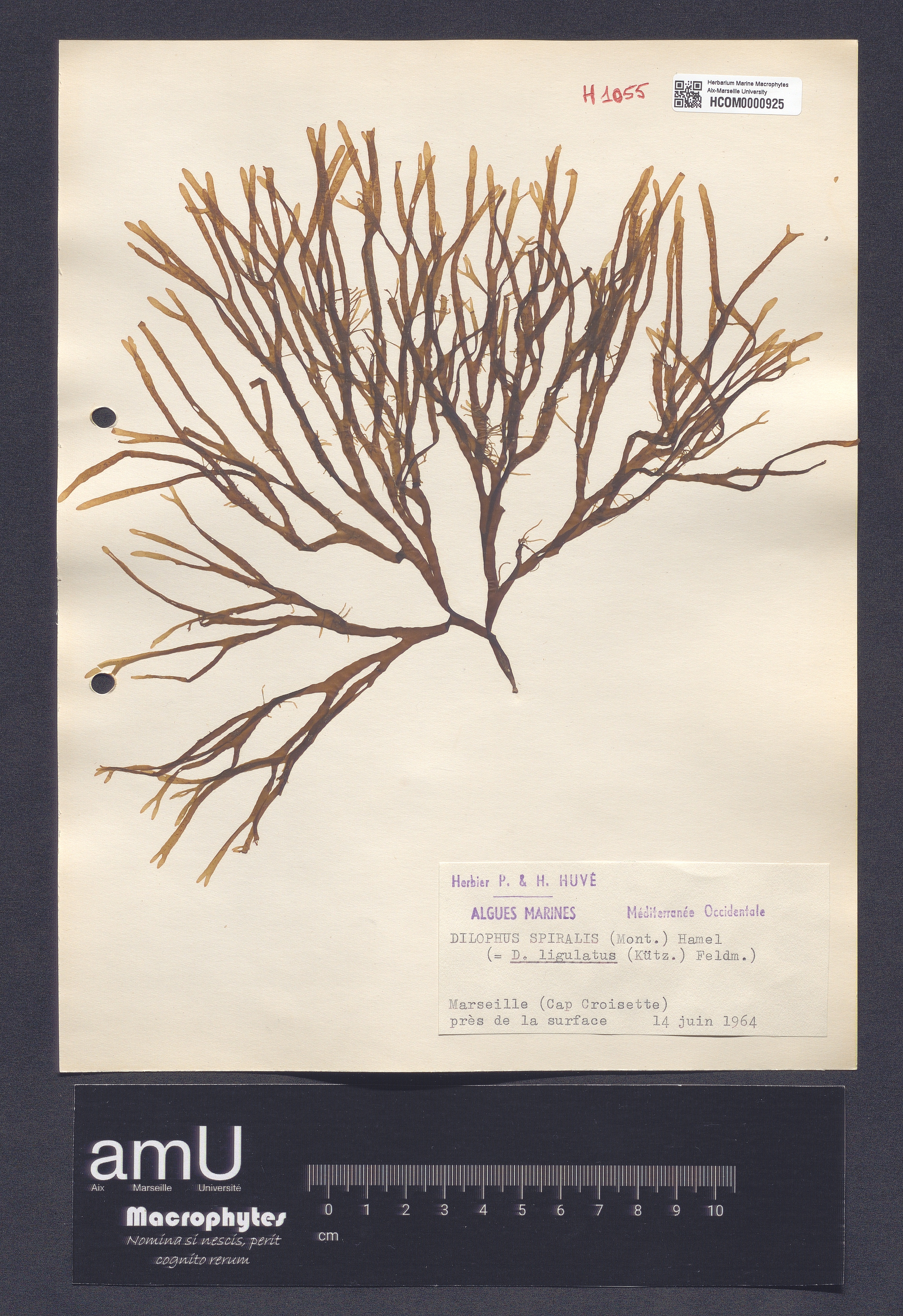 Dilophus spiralis specimen