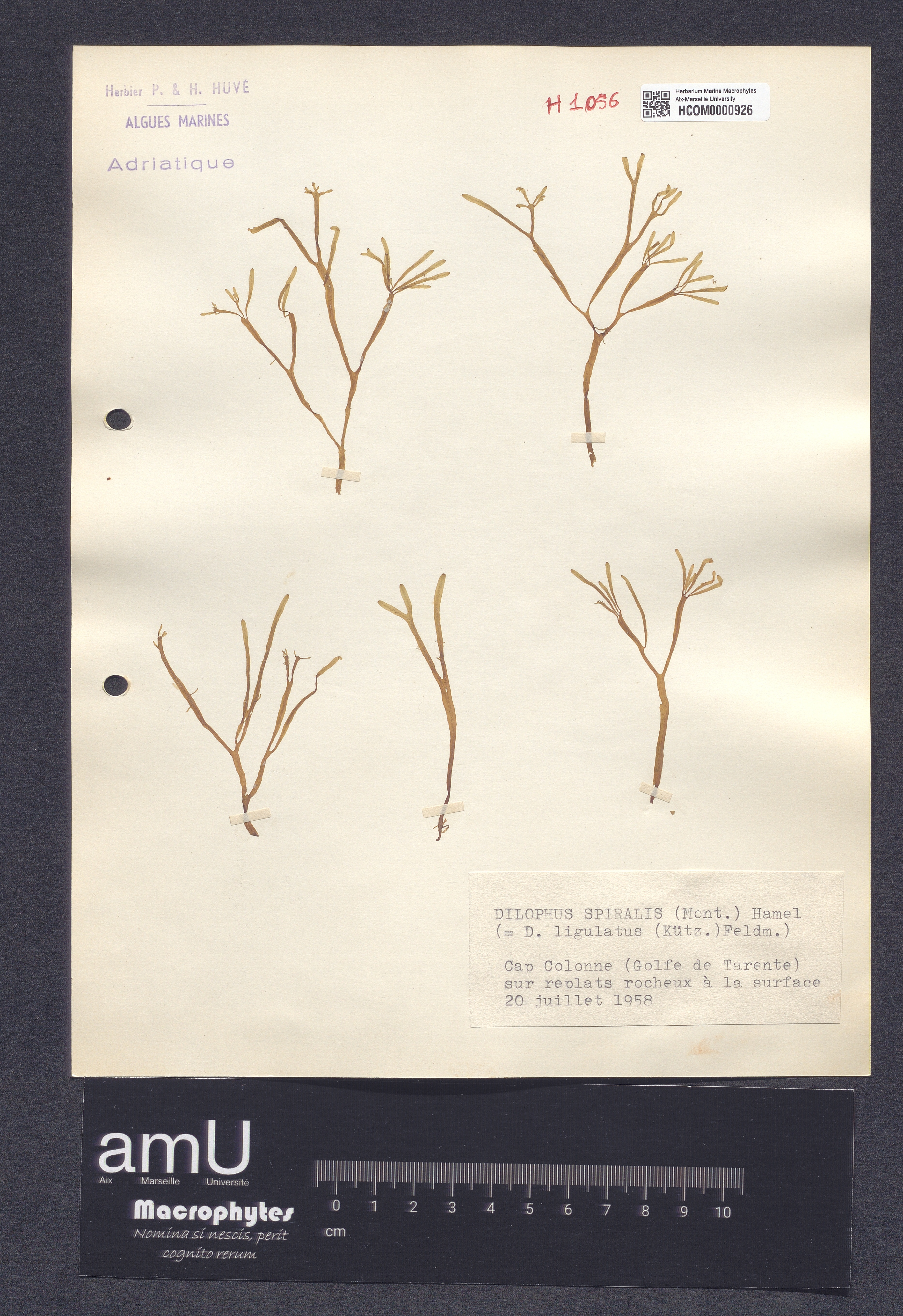 Dilophus spiralis specimen