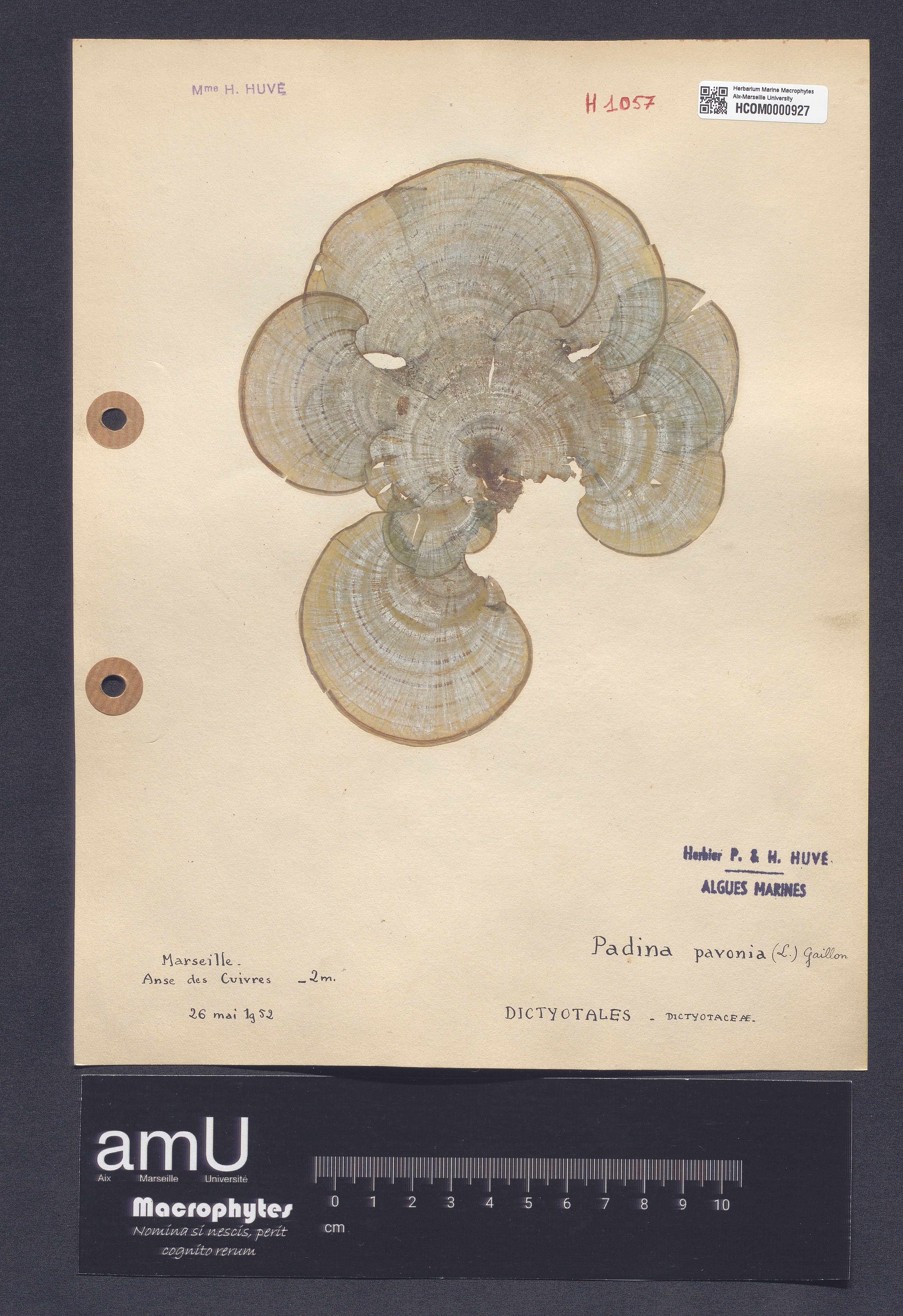 Padina pavonia specimen