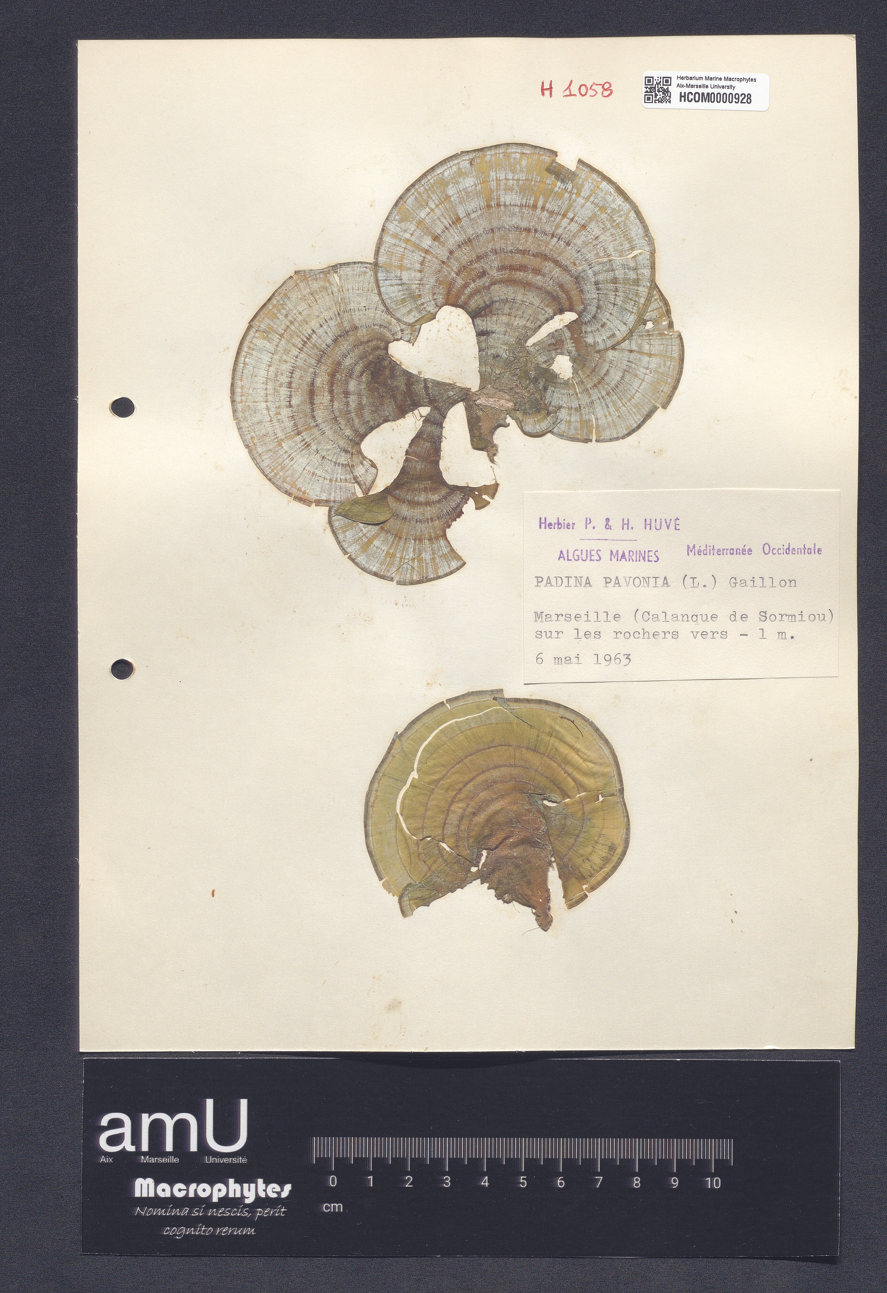 Padina pavonia specimen
