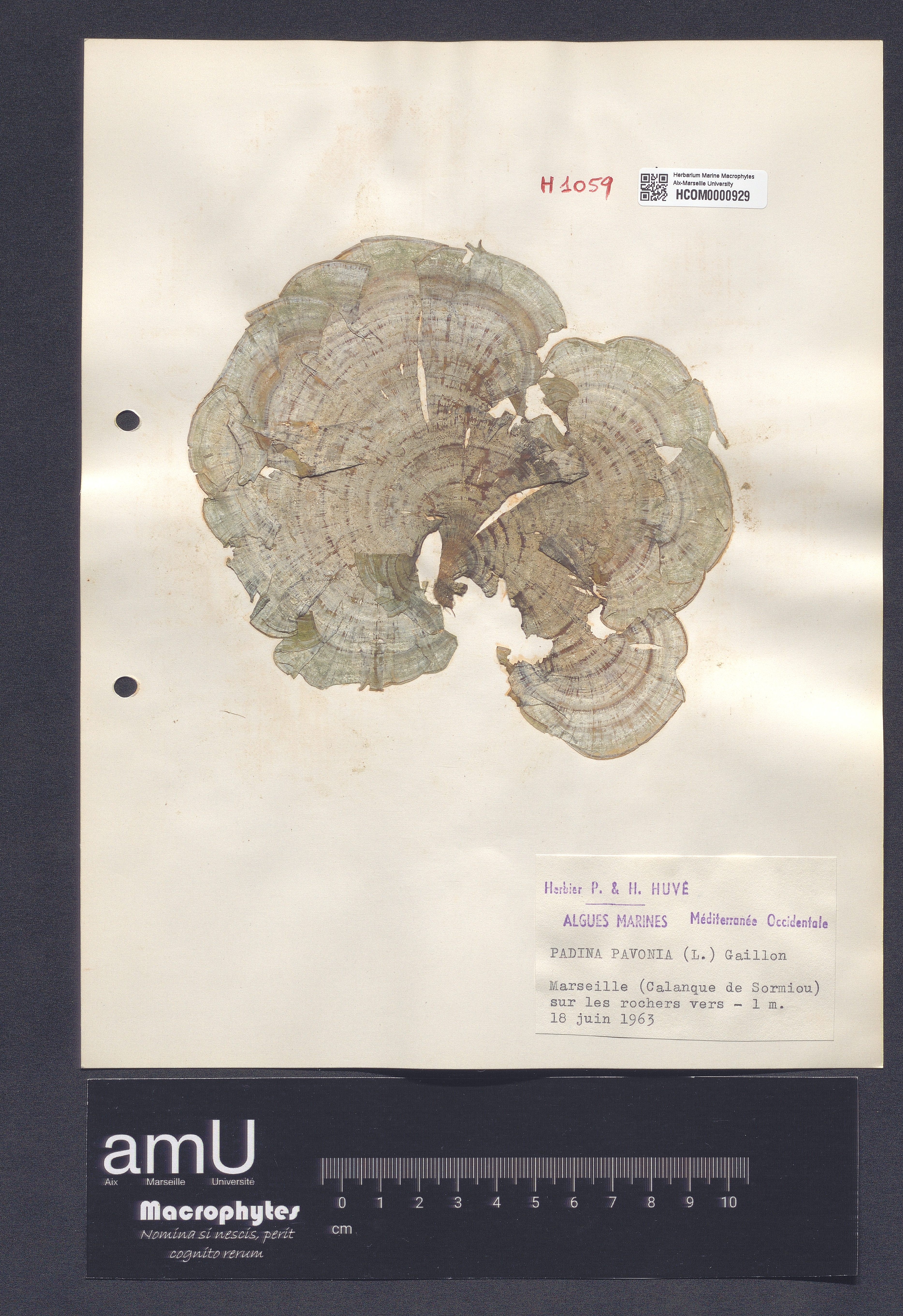 Padina pavonia specimen