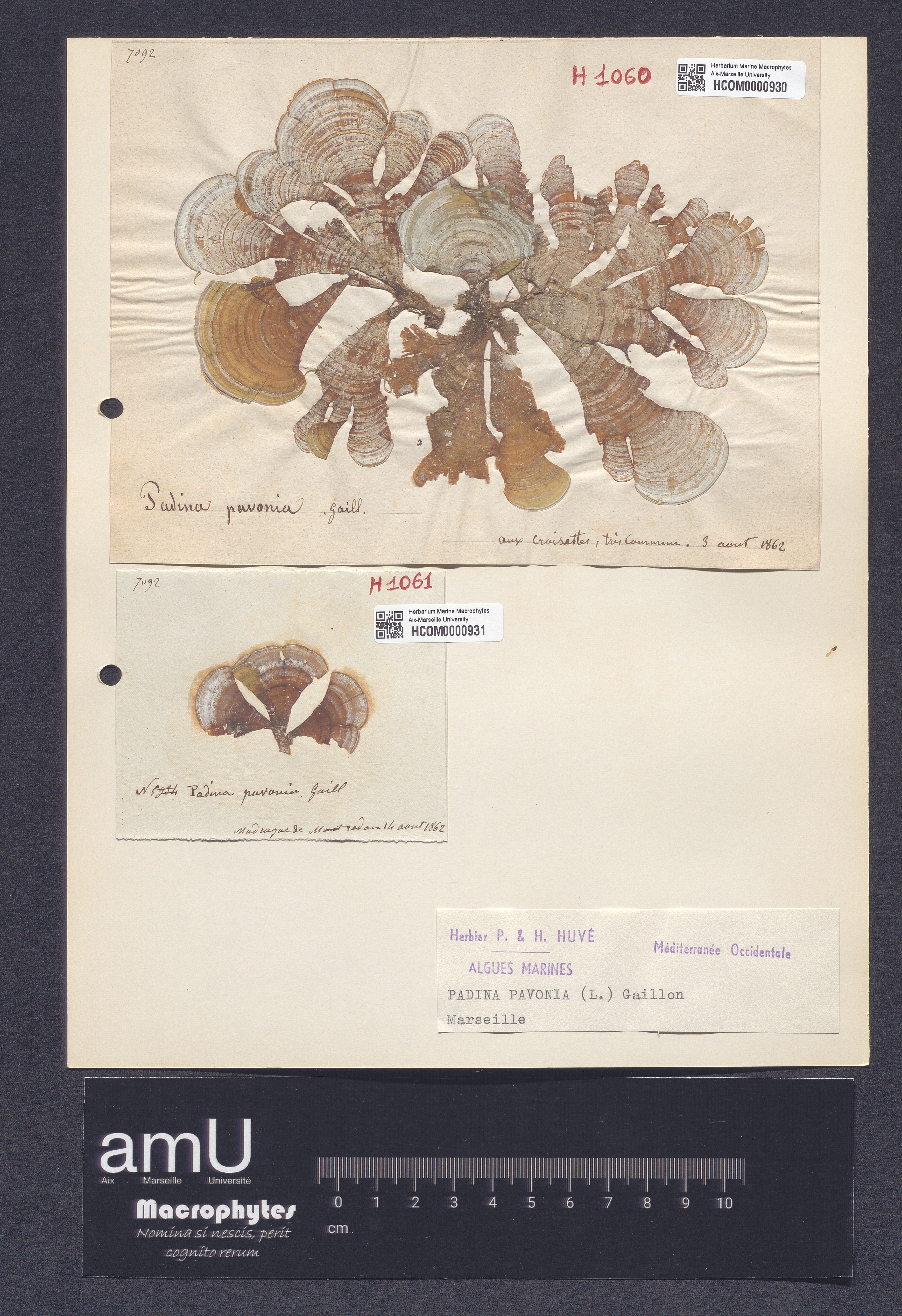 Padina pavonia specimen