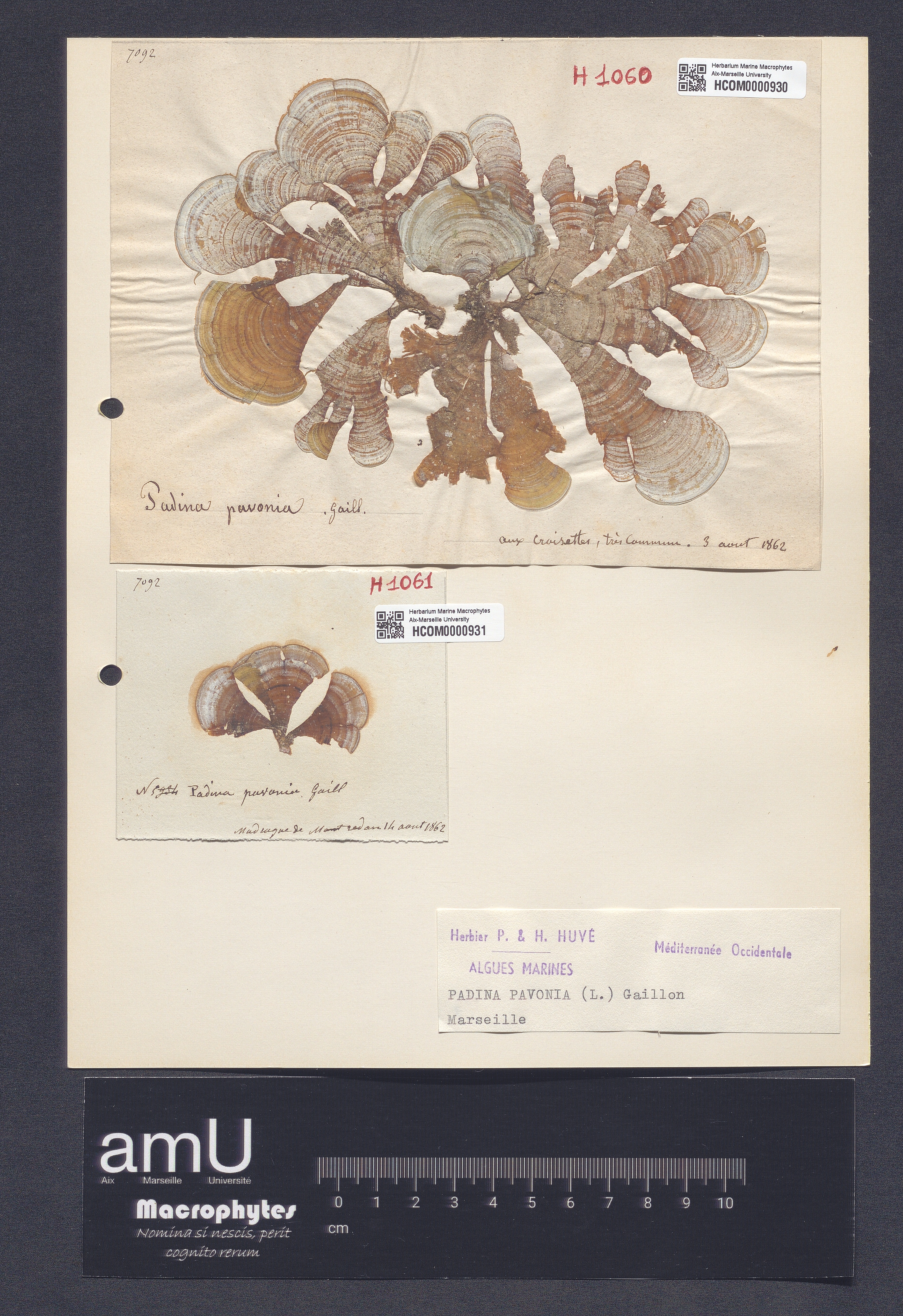 Padina pavonia specimen