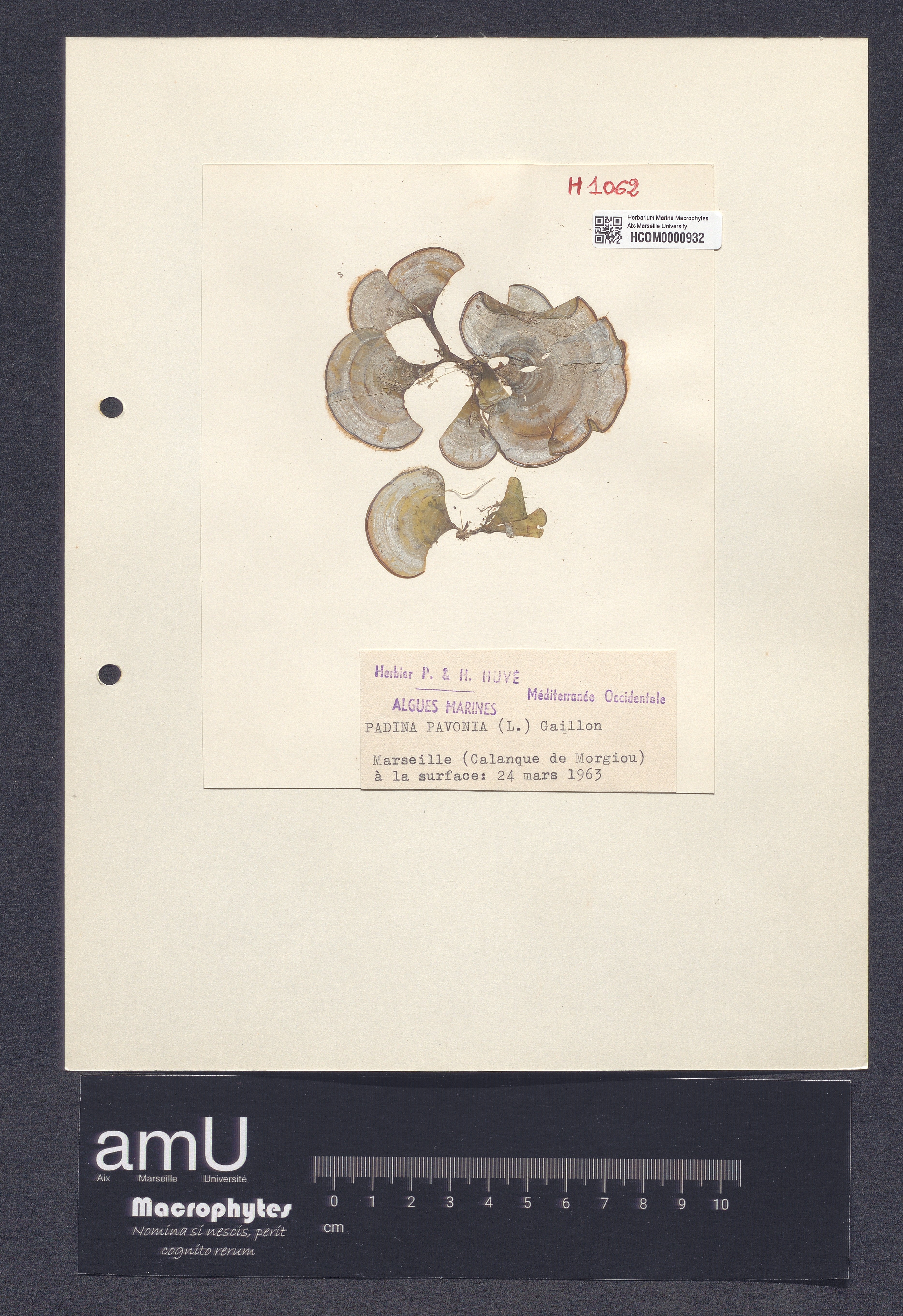 Padina pavonia specimen