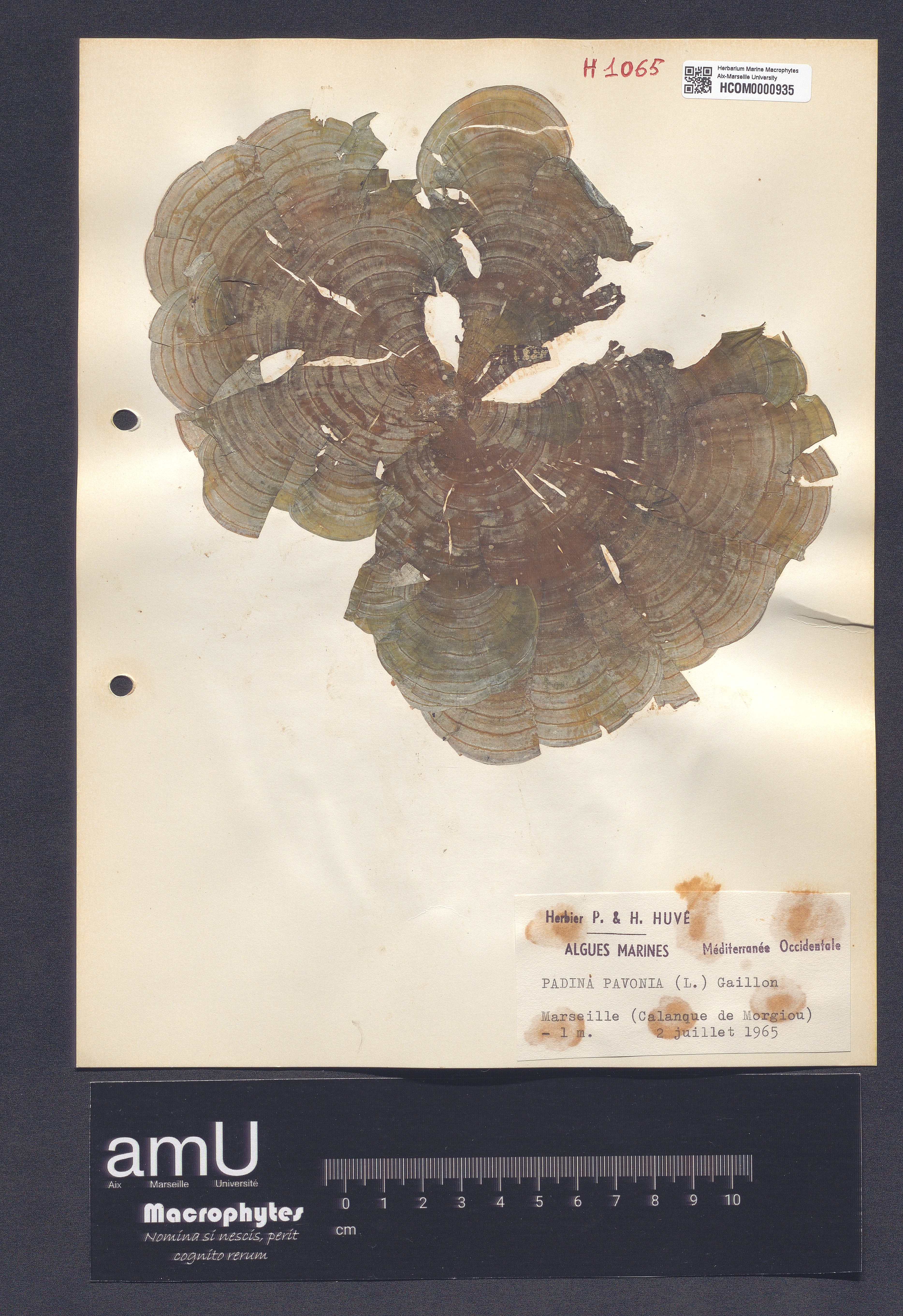 Padina pavonia specimen