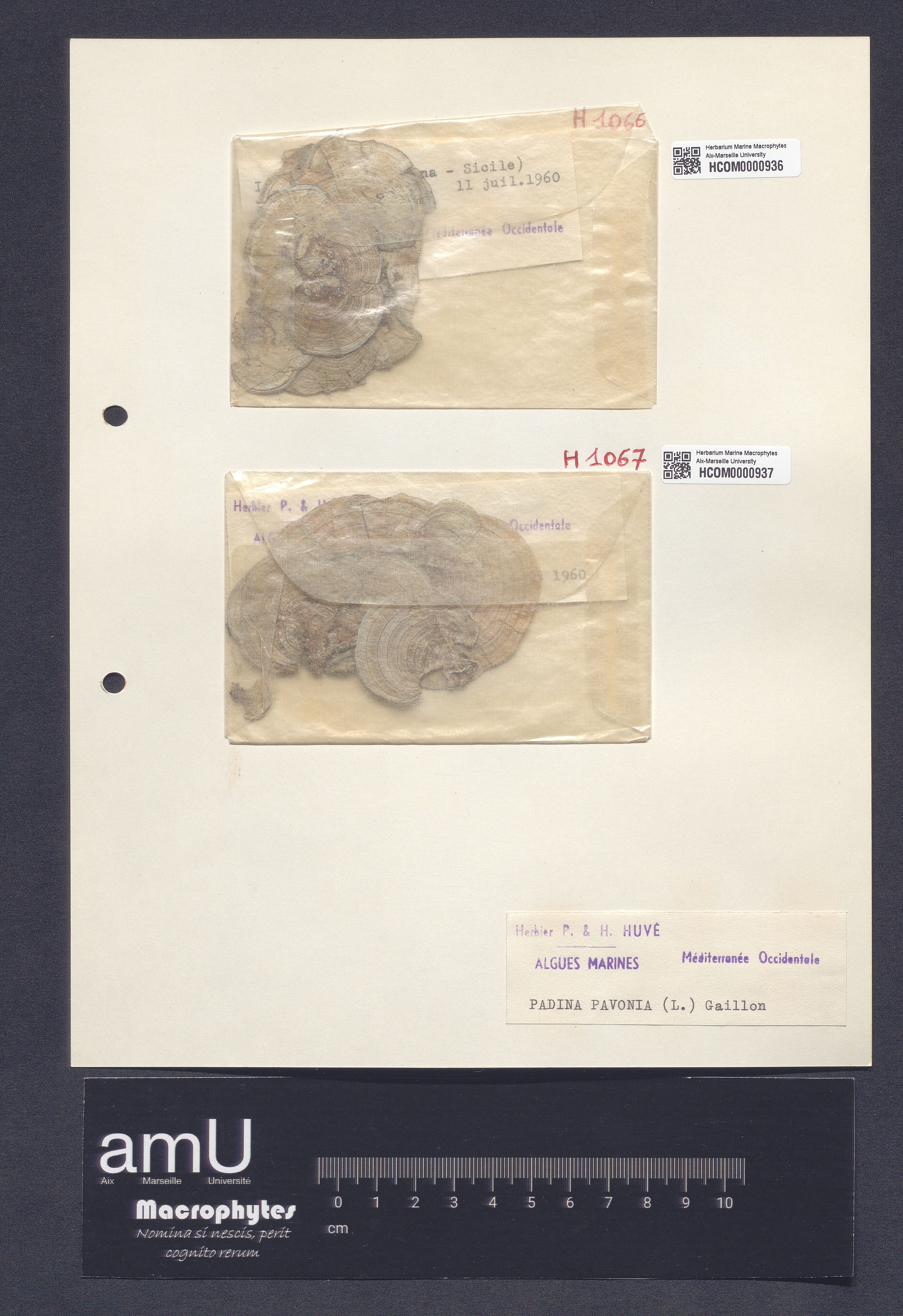 Padina pavonia specimen