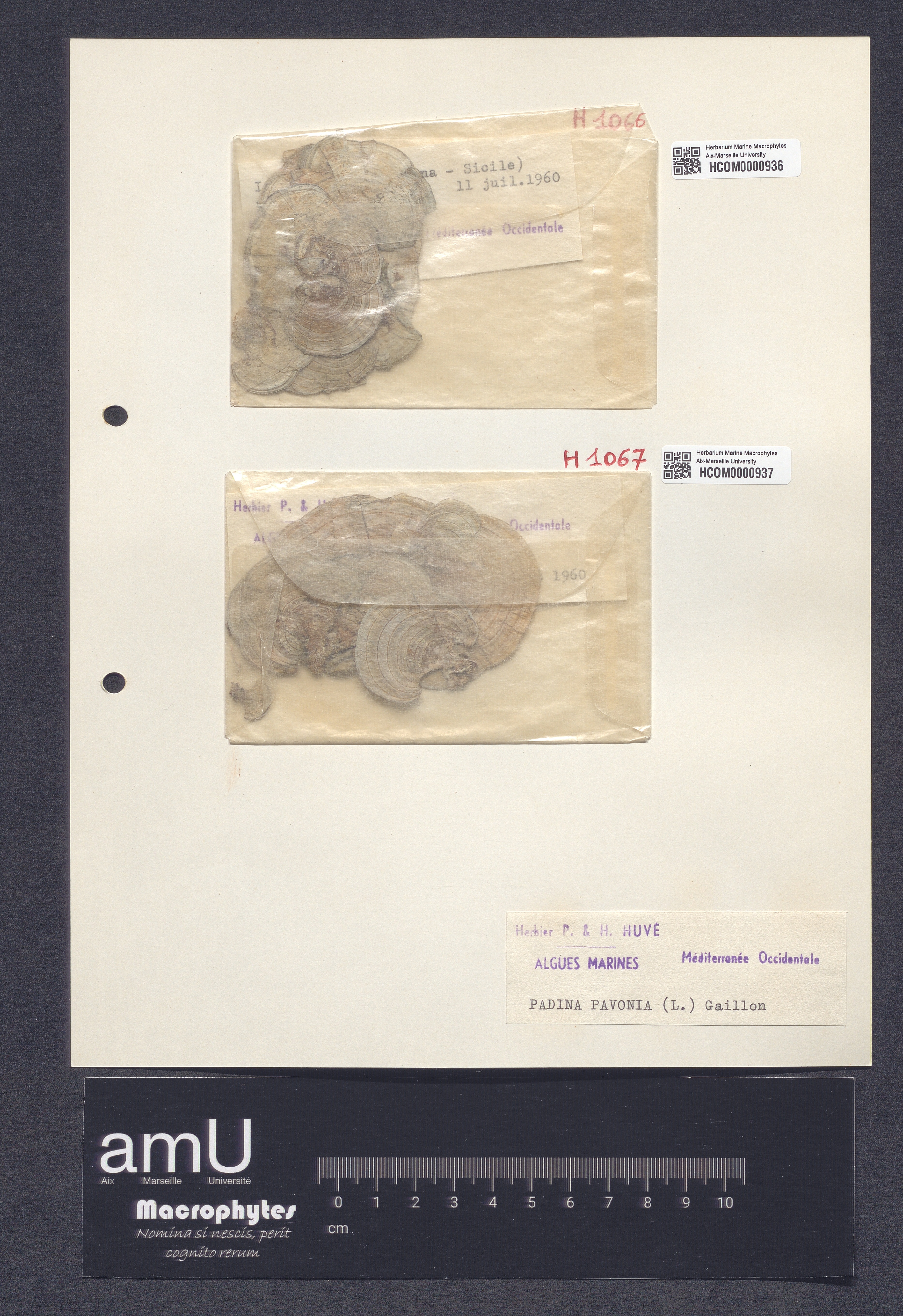 Padina pavonia specimen