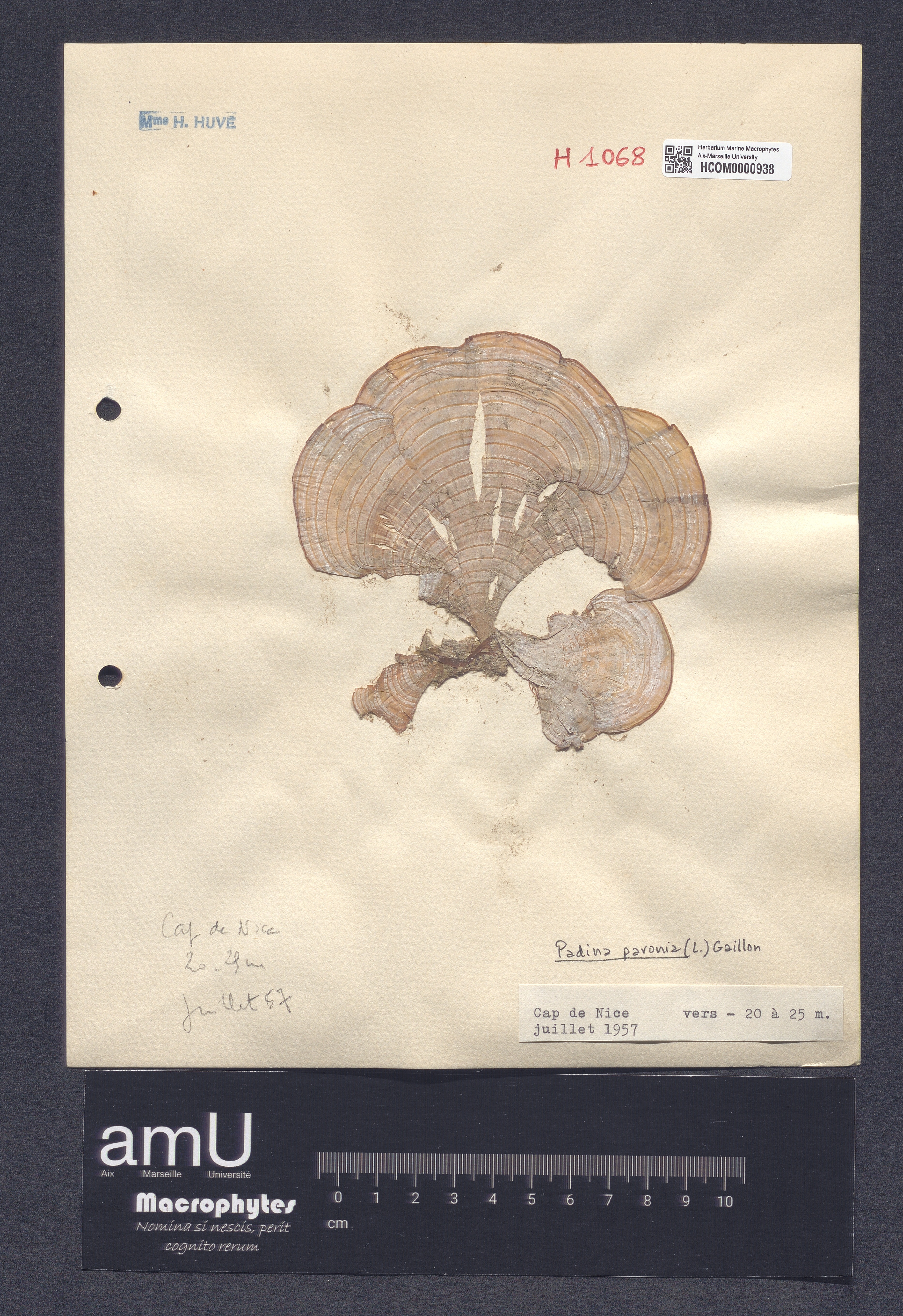 Padina pavonia specimen