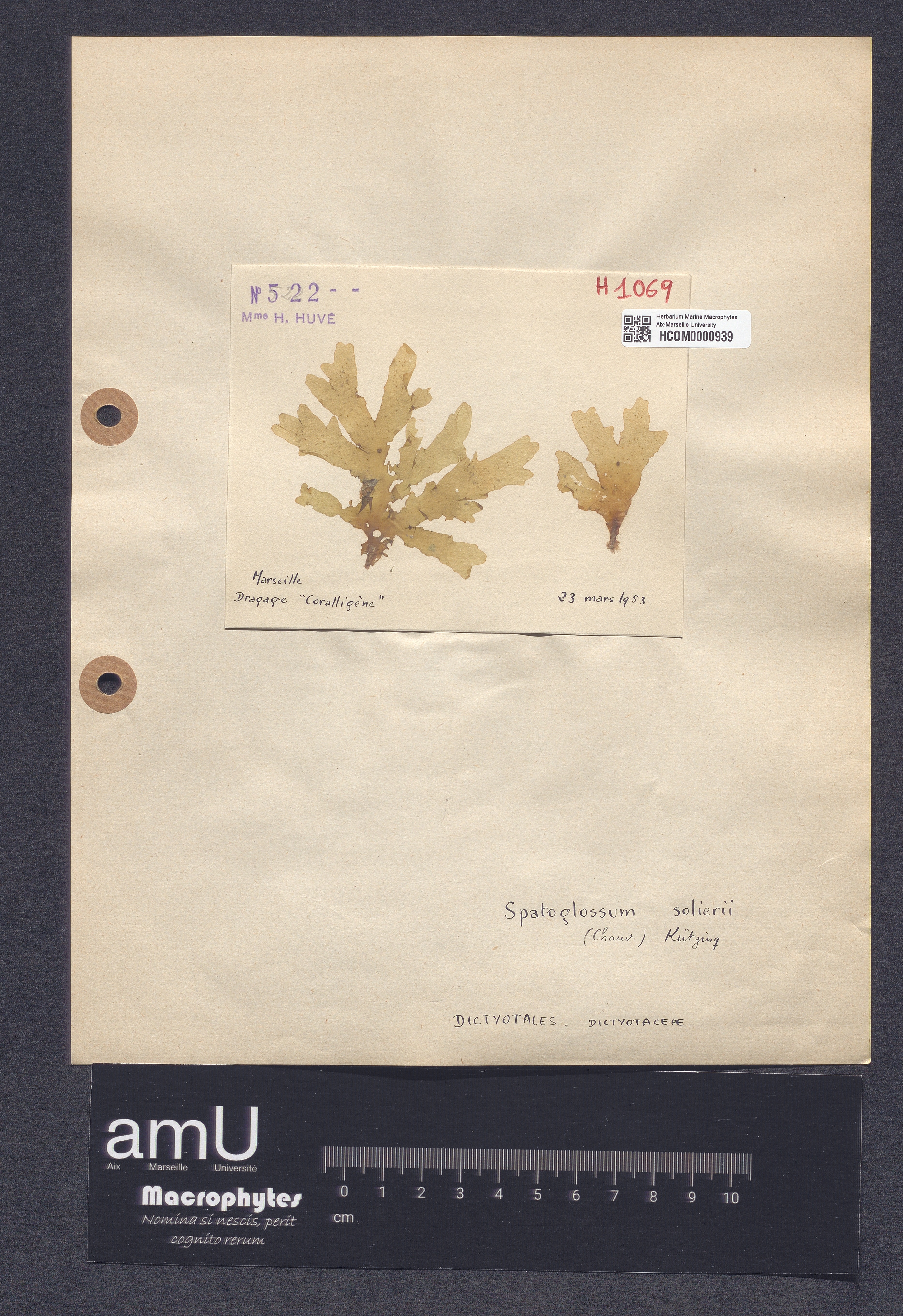 Spatoglossum solierii specimen