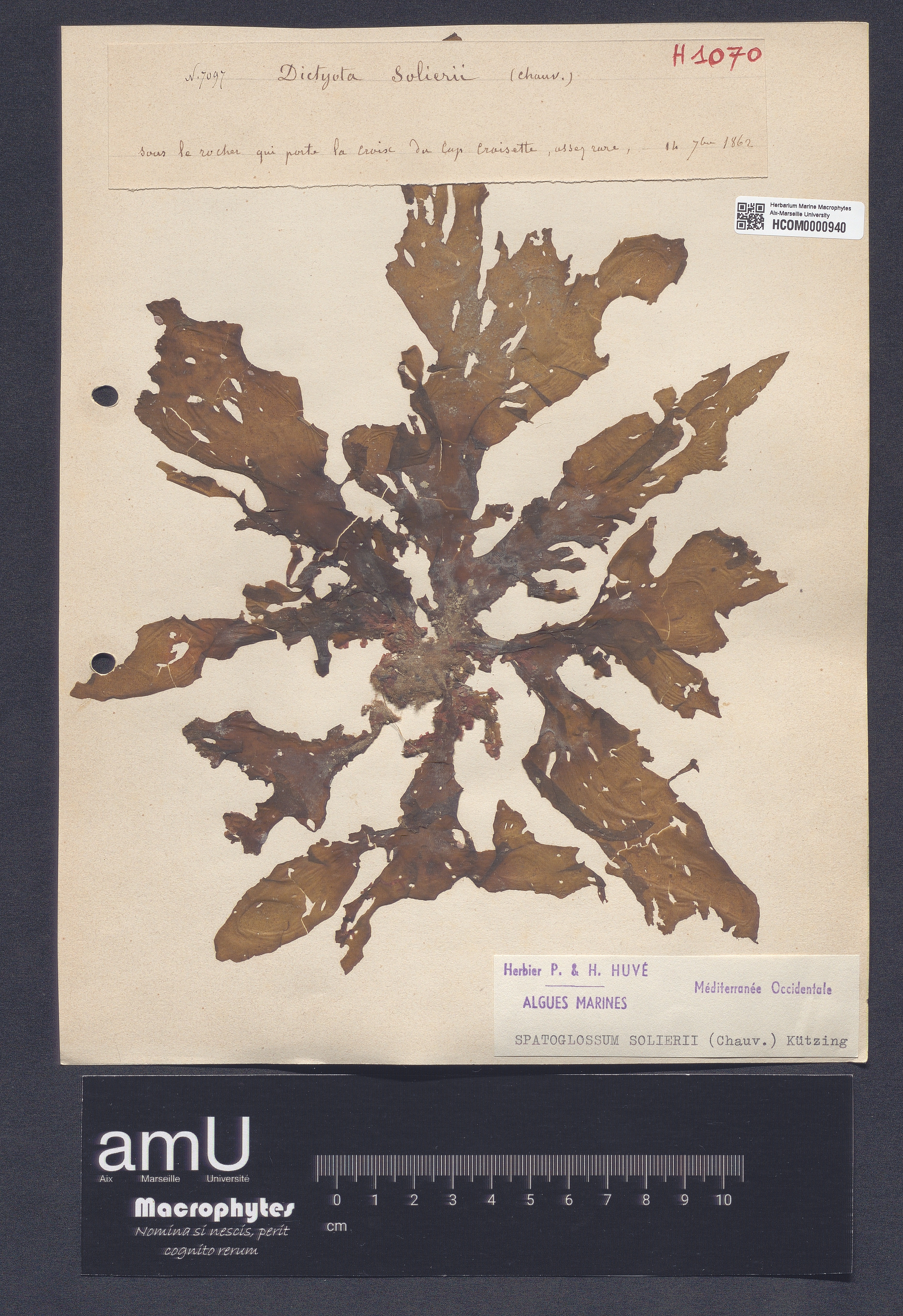 Spatoglossum solierii specimen