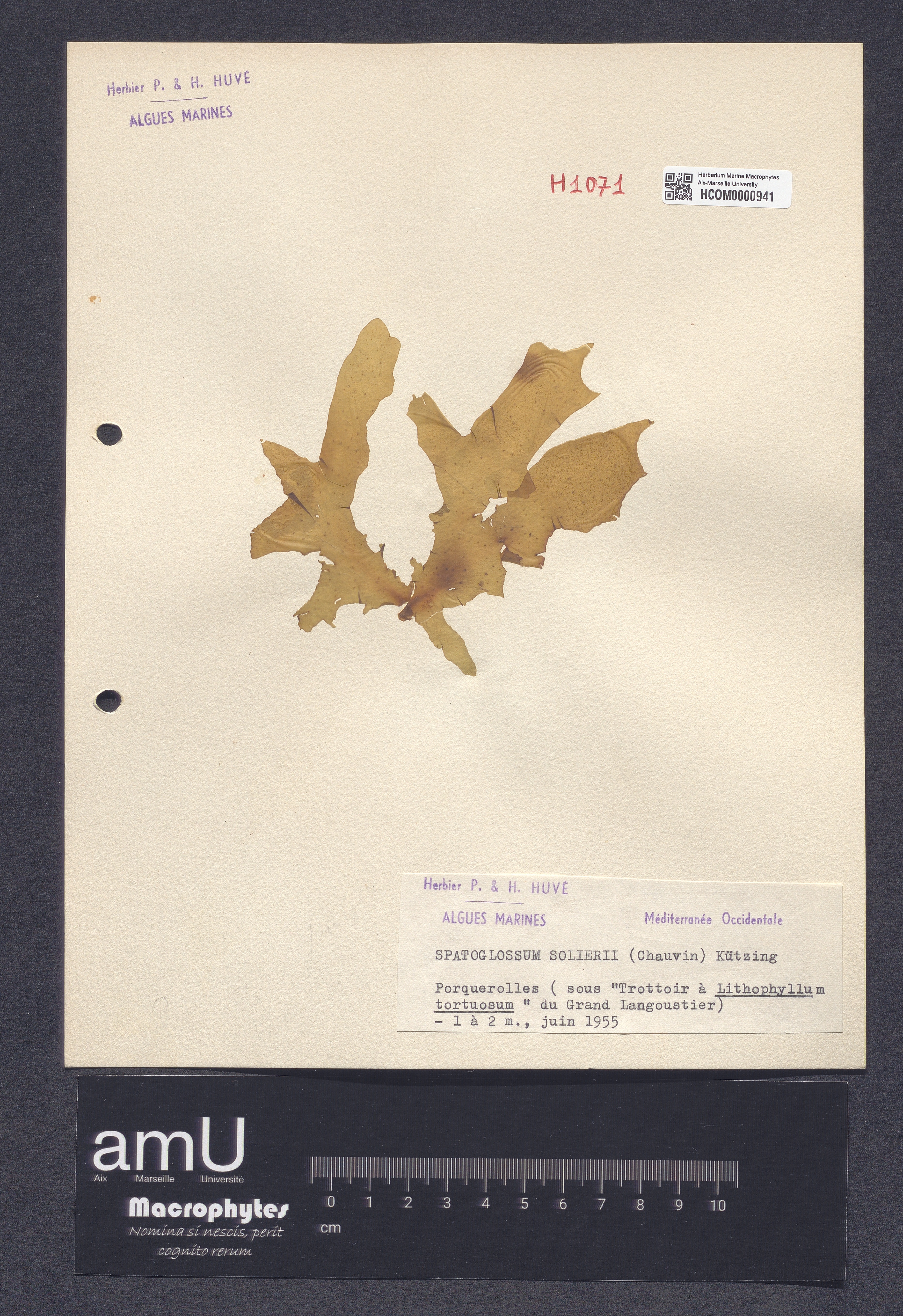 Spatoglossum solierii specimen