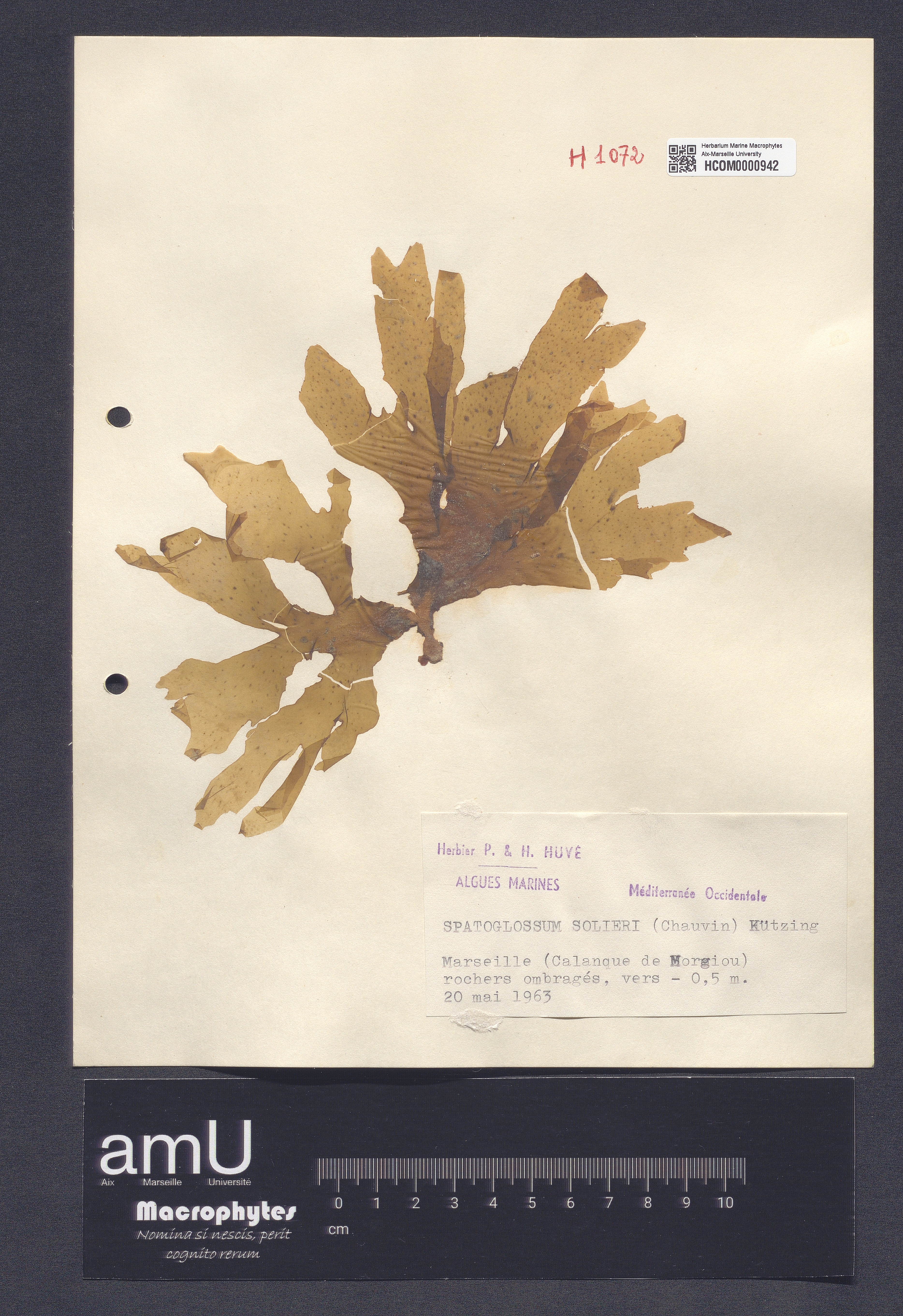 Spatoglossum solierii specimen