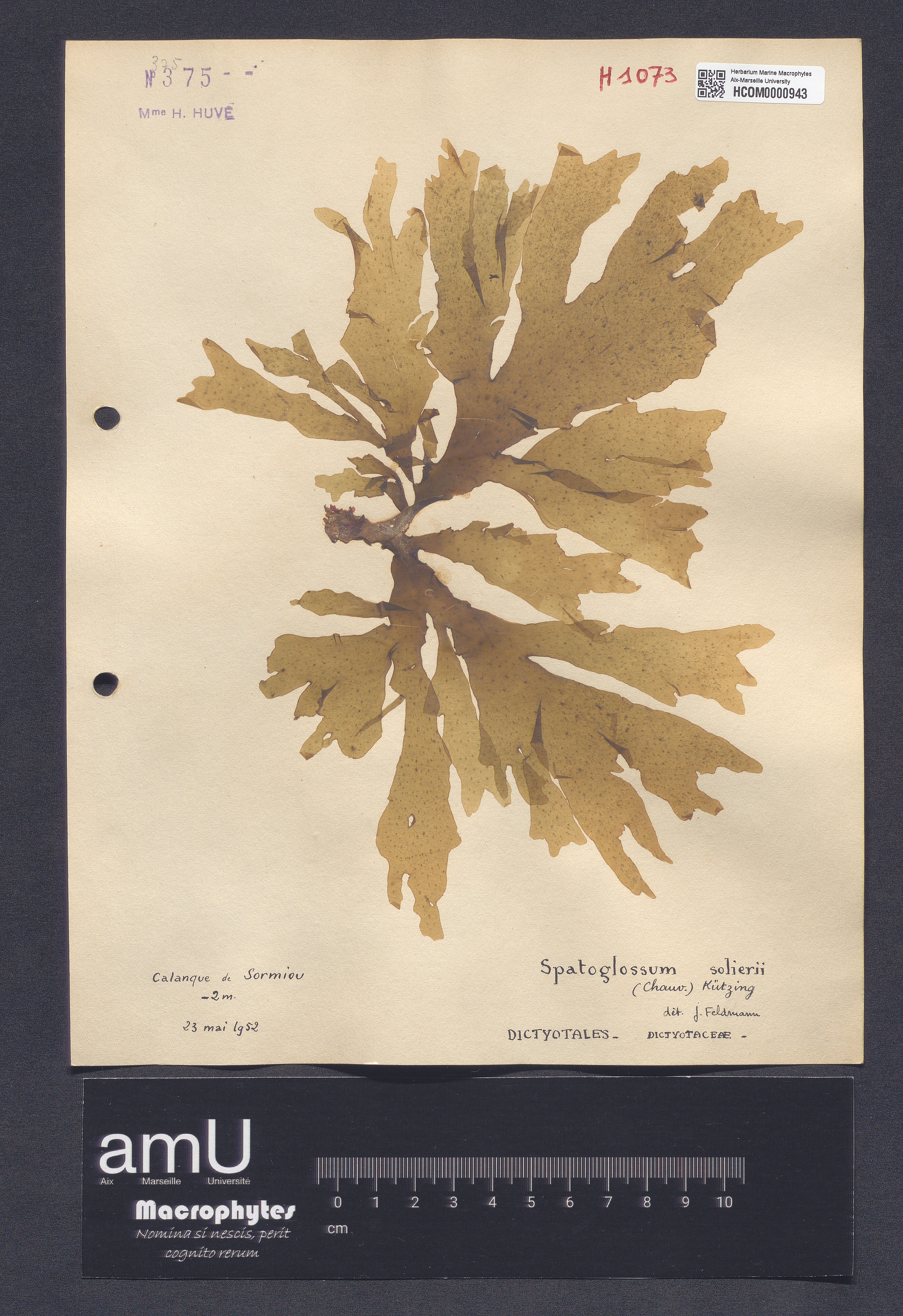 Spatoglossum solierii specimen