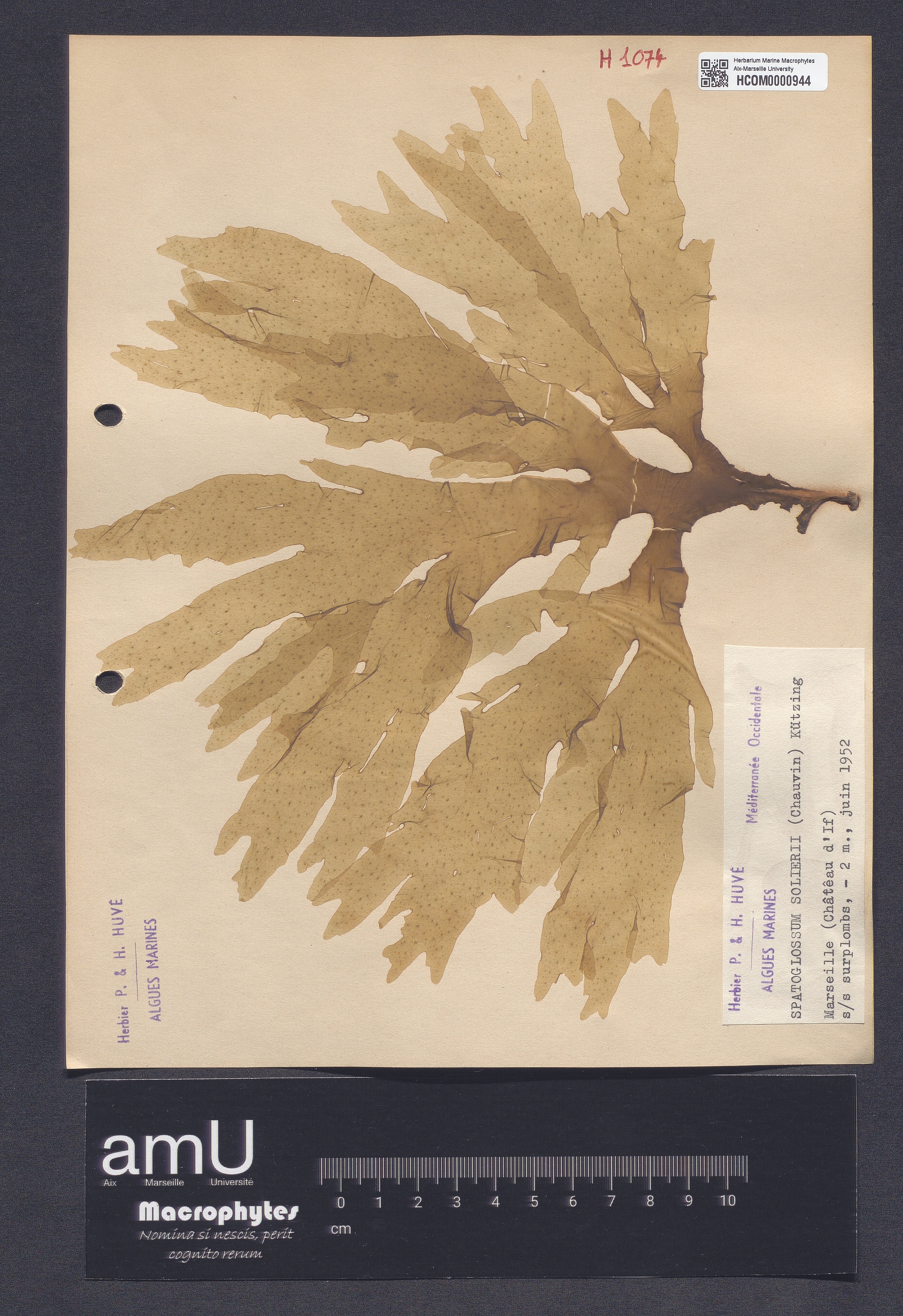 Spatoglossum solierii specimen