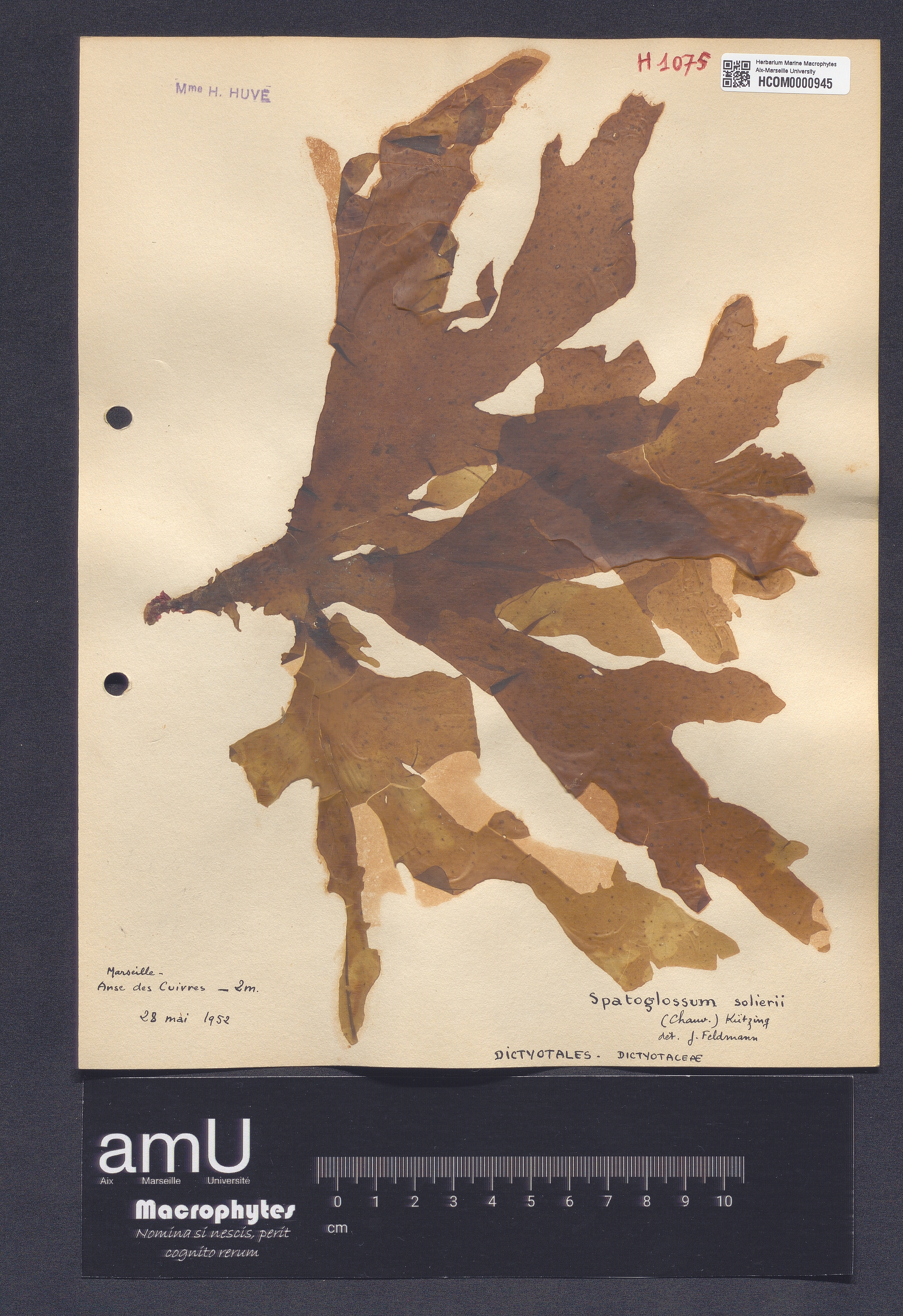 Spatoglossum solierii specimen