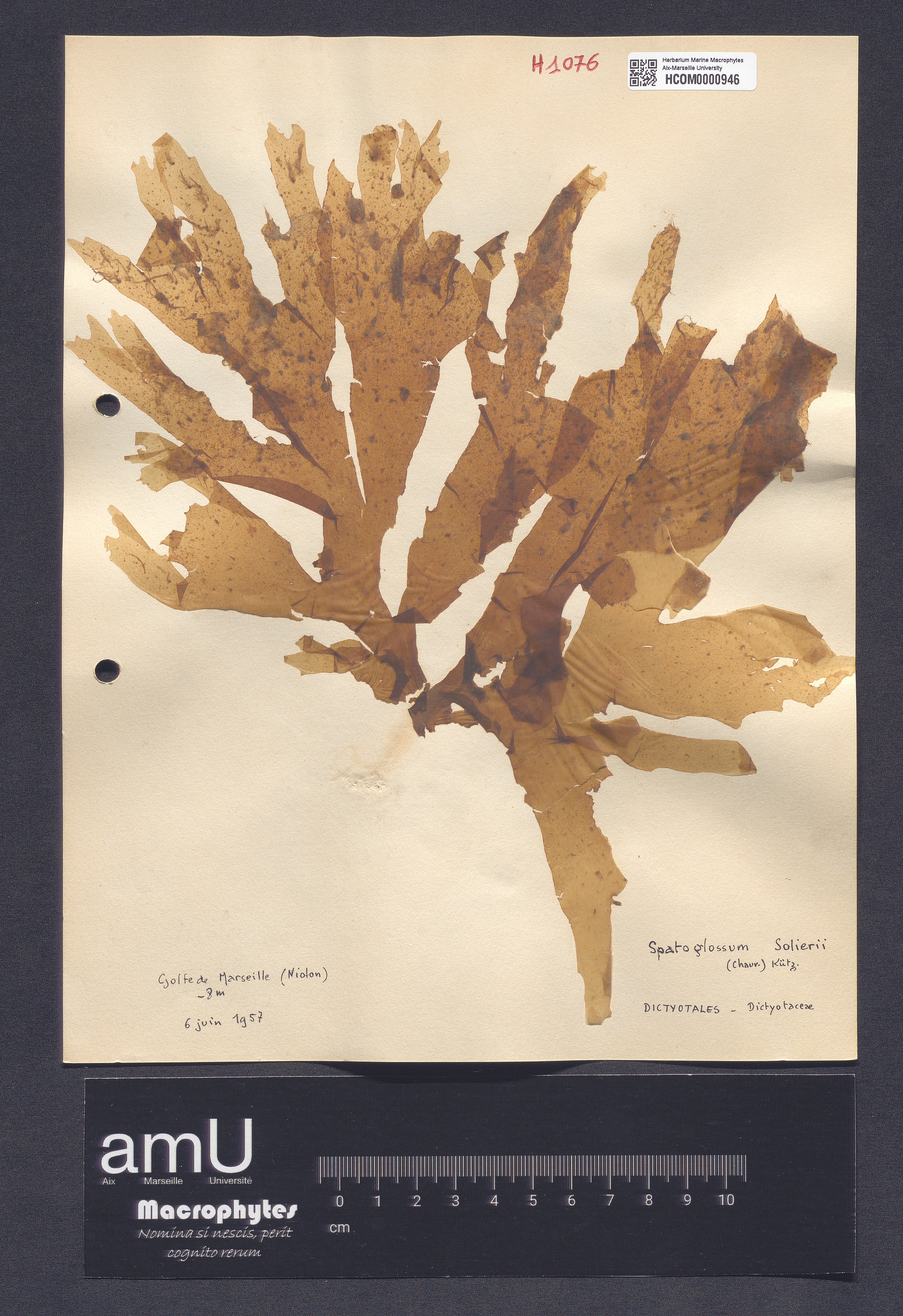 Spatoglossum solierii specimen