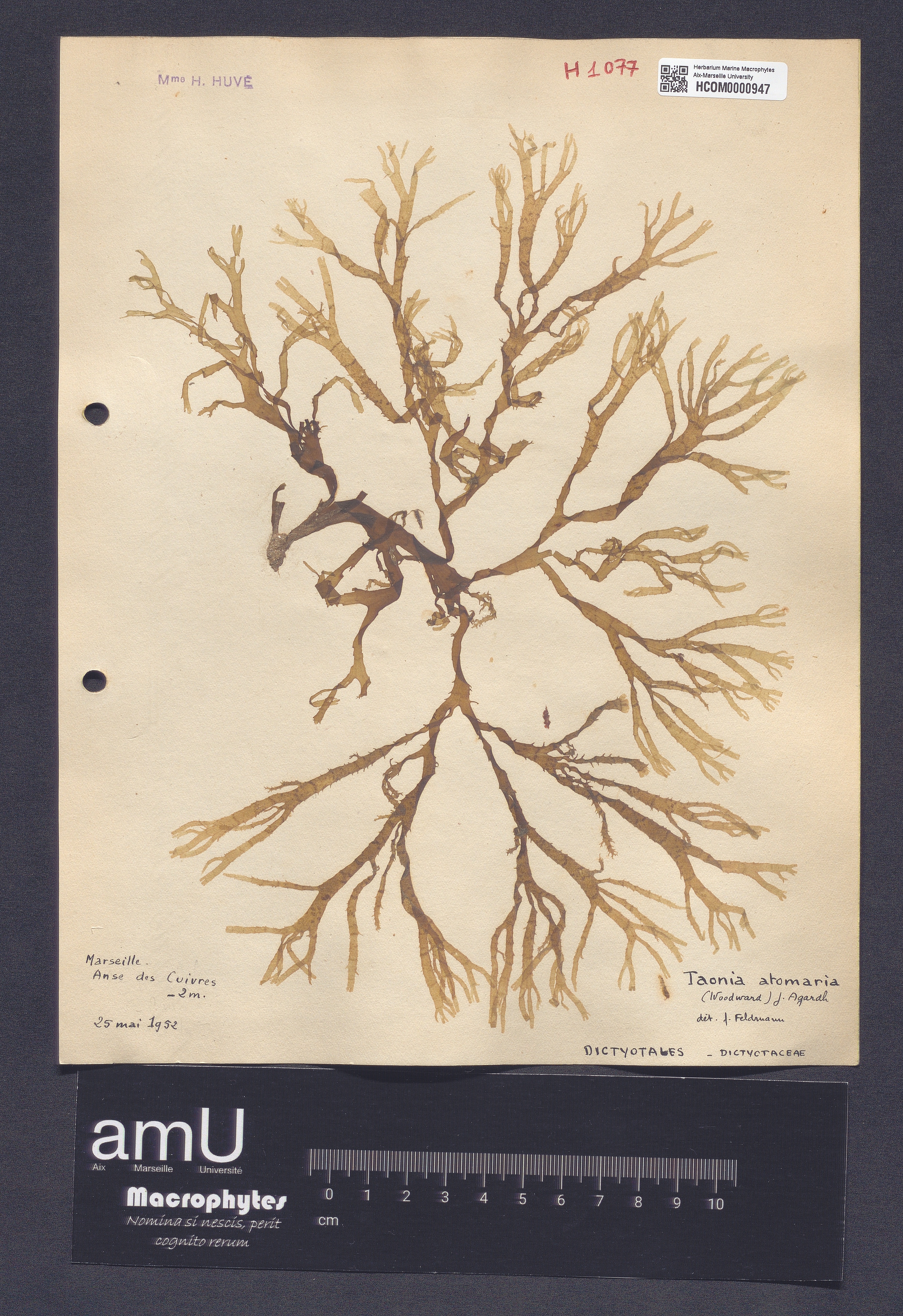 Taonia atomaria specimen