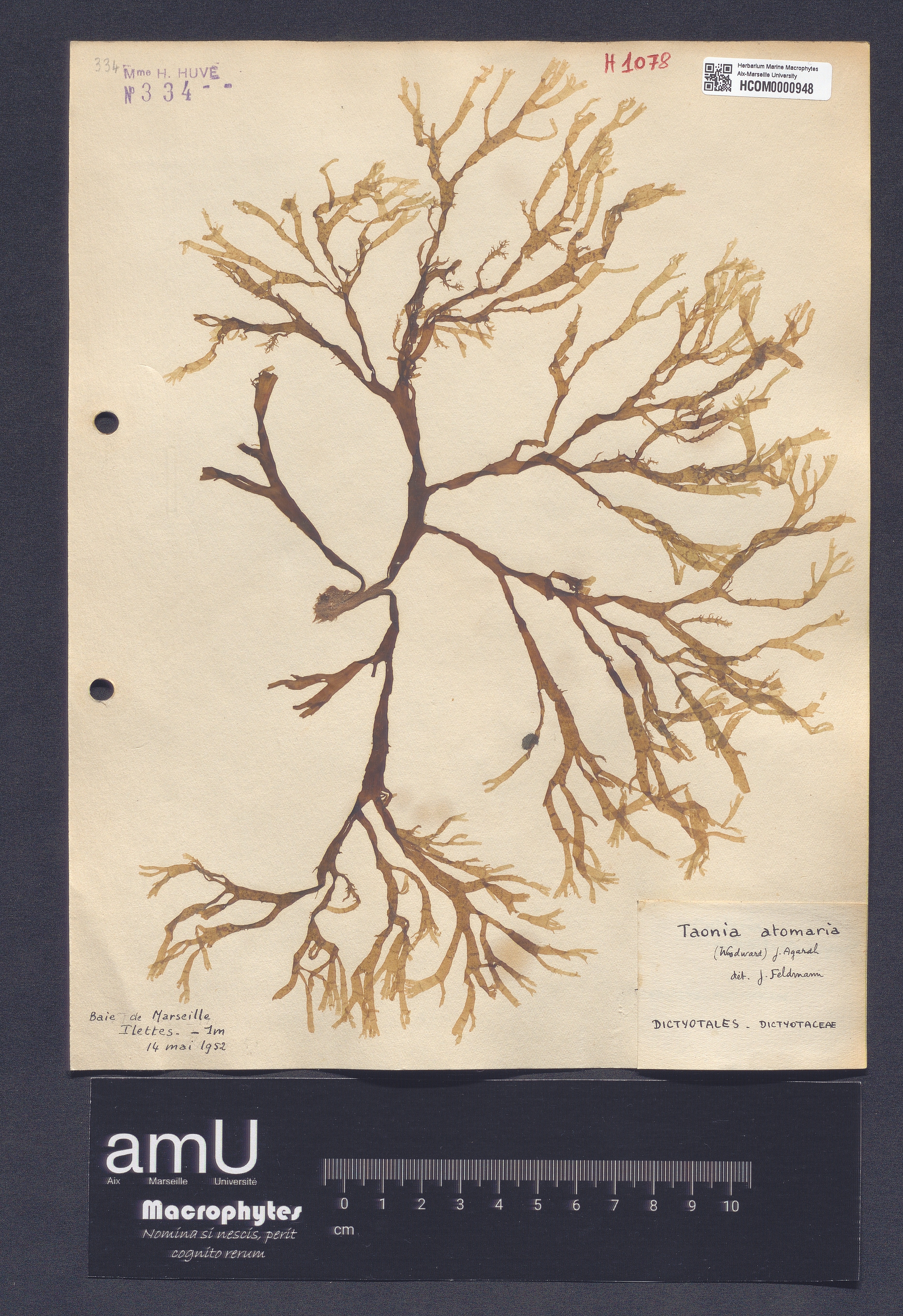 Taonia atomaria specimen