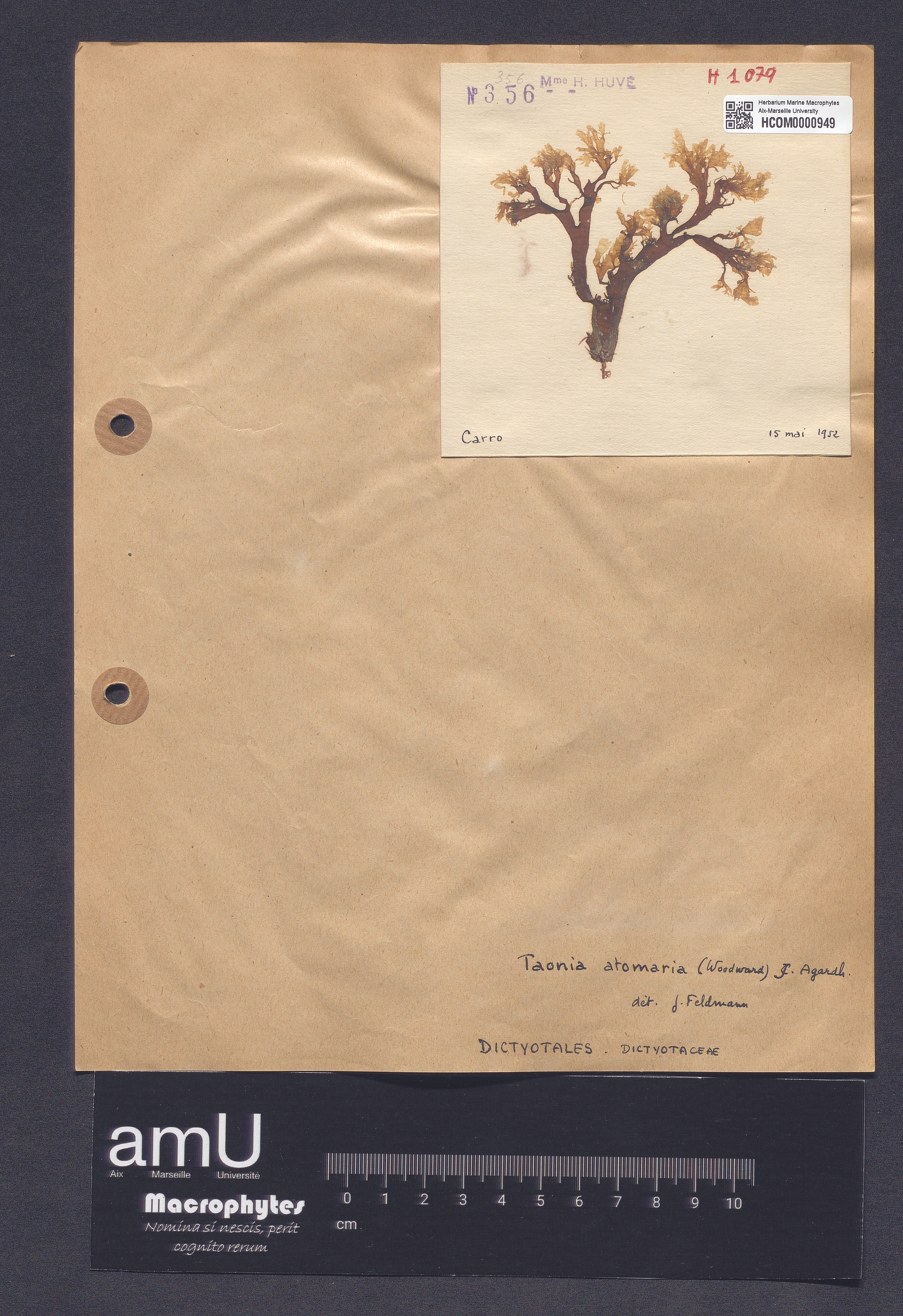Taonia atomaria specimen
