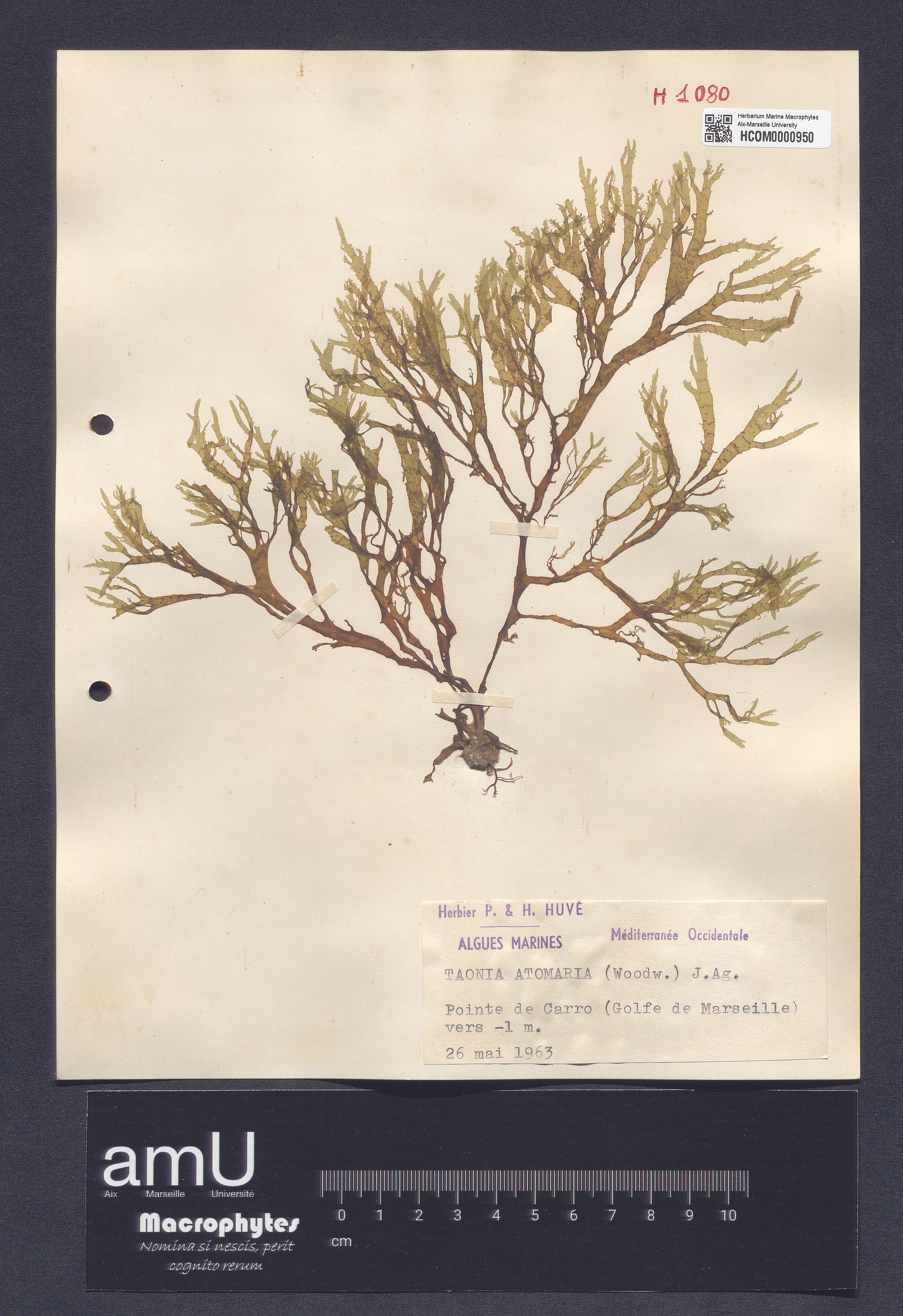 Taonia atomaria specimen