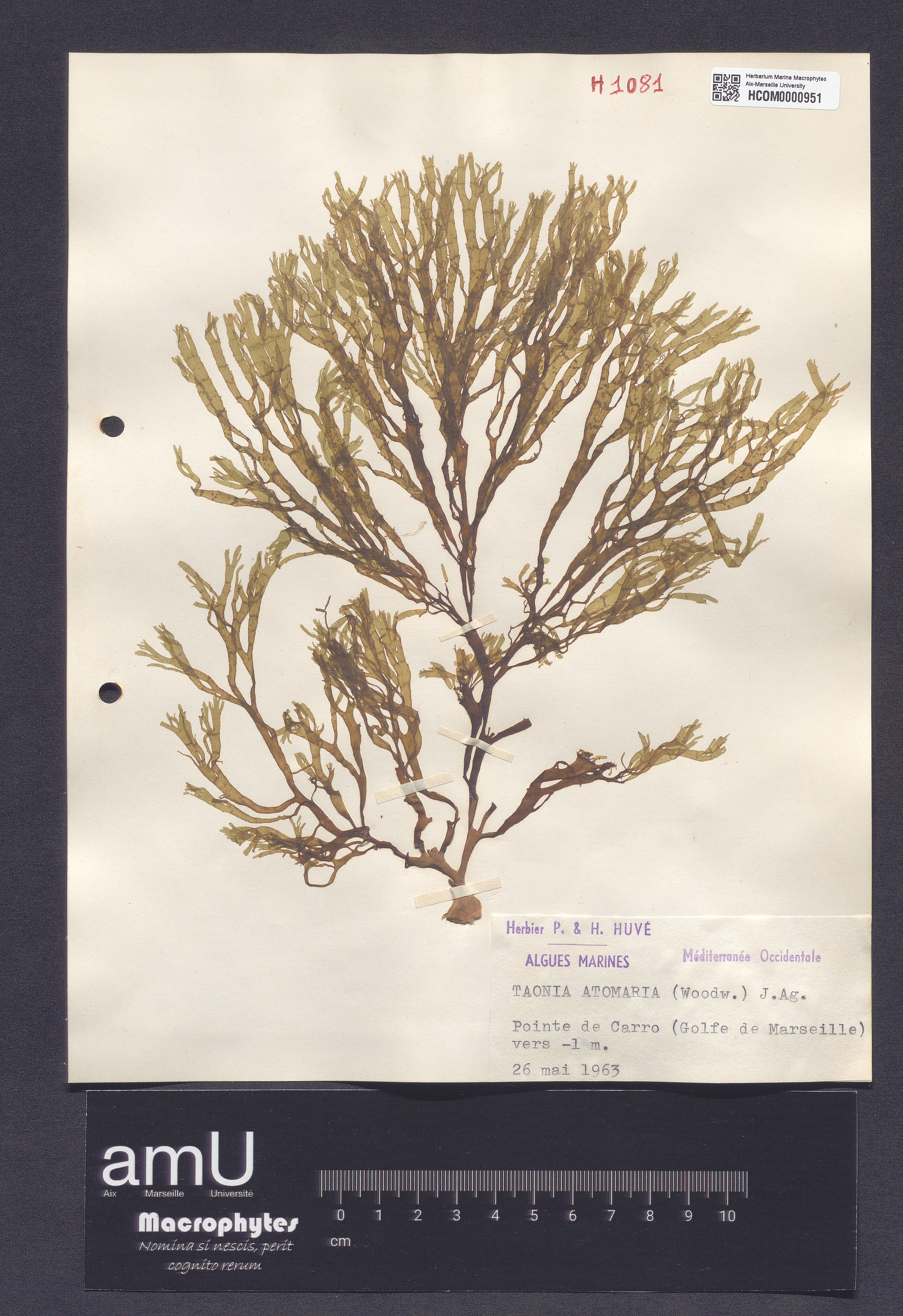 Taonia atomaria specimen
